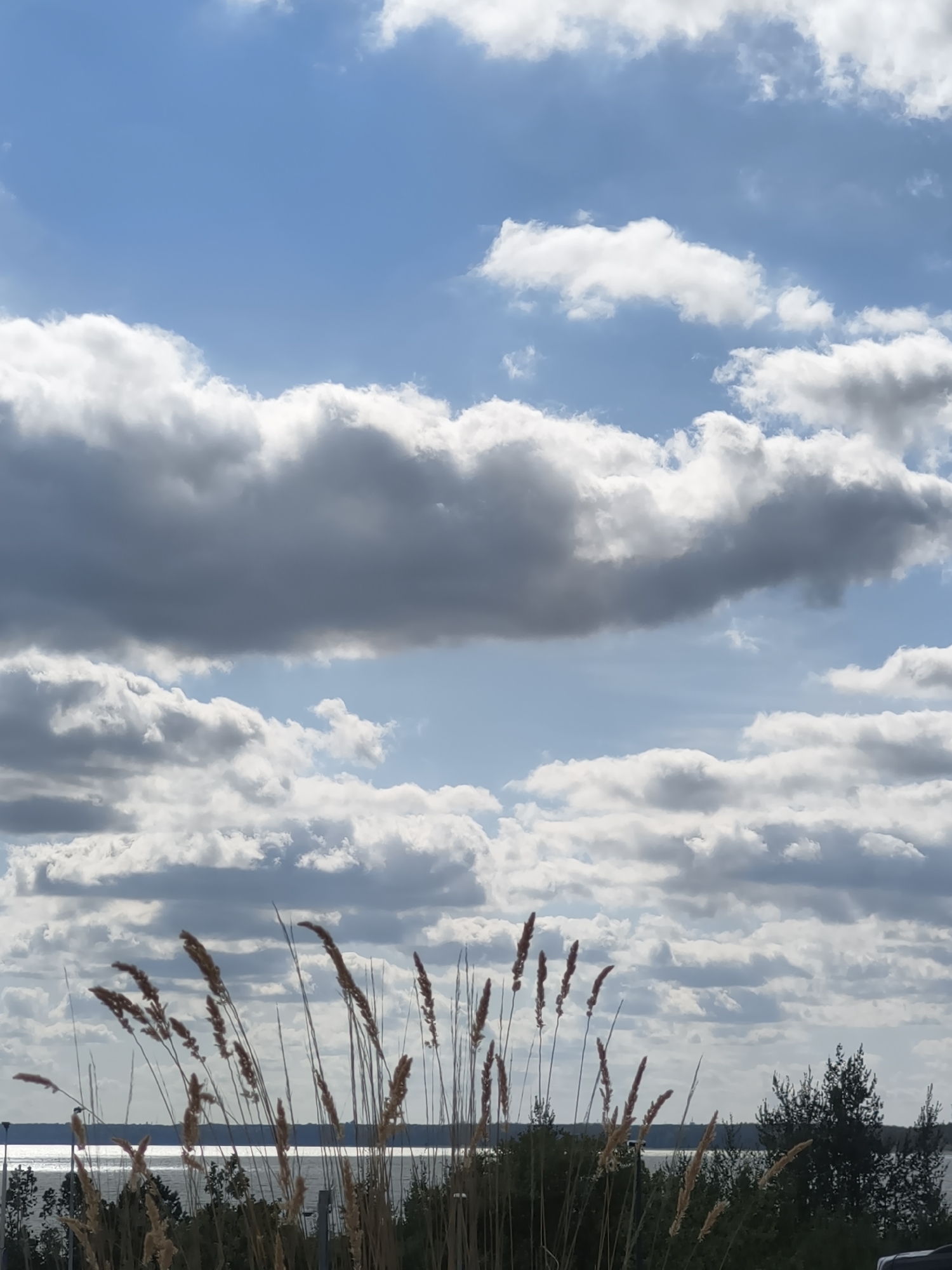 The image captures a serene, natural landscape with a focus on the sky and a body of water, viewed through tall, dry grass stalks. The sky is a vibrant blue, adorned with a dramatic array of white and grey clouds, suggesting dynamic weather conditions. The clouds are varied in texture and density, with some appearing fluffy and illuminated by sunlight, while others are darker and more ominous.
The foreground is dominated by several stalks of dried grass, some of which are swaying gently. These stalks are a light brown or golden color and are out of focus, creating a soft bokeh effect. Behind the grass, a wide expanse of water is visible, reflecting the bright sky and clouds. The water appears calm, with a shimmering surface indicating sunlight.
Along the horizon, a treeline of dark green conifers is discernible, suggesting a forested area on the opposite shore of the water. The overall atmosphere is one of tranquility and natural beauty. The location is not explicitly stated as Tallinn, Estonia, but the scene is consistent with coastal or lakeside environments found in and around the city. There are no people, animals, or man-made structures that are prominently featured in the image.