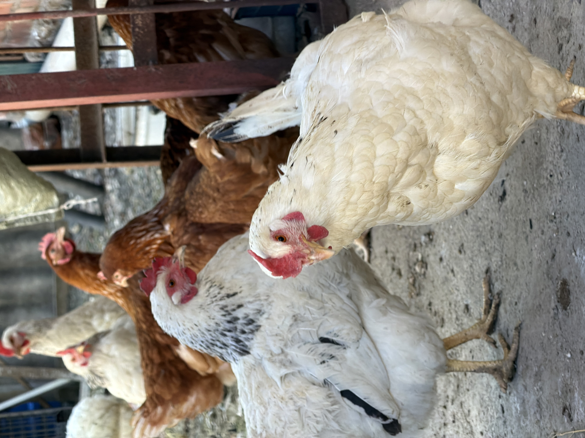 This image, captured in Yuzhny, Russia, presents a group of domestic chickens within a rustic enclosure, likely a coop or a farmyard. The photo is taken from a slightly elevated perspective, looking down at the birds.
In the immediate foreground, a prominent white chicken dominates the frame, facing the viewer with its head slightly bowed. Its bright red comb and wattles are clearly visible, contrasting with its clean white plumage. Directly behind it, another white chicken, distinguished by subtle black speckling on its feathers, is partially visible, looking towards the left.
The mid-ground and background are populated by several brown chickens, their earthy-toned feathers blending with the surroundings. Some are seen peeking from behind the foreground birds, while others are partially obscured by metal bars and structural elements that form part of their enclosure. These metal structures, appearing rusty in places, suggest a sturdy yet aged pen.
The ground beneath the chickens is a rough, grey surface, possibly concrete or packed dirt, showing some wear and discolouration. In the upper left background, a greenish-brown sack is partially visible, hinting at feed or stored materials. The scene is well-lit, indicating it is daytime. The chickens appear calm and alert, standing and observing their environment. No specific activity beyond standing and looking around is evident. There is no discernible text within the image.