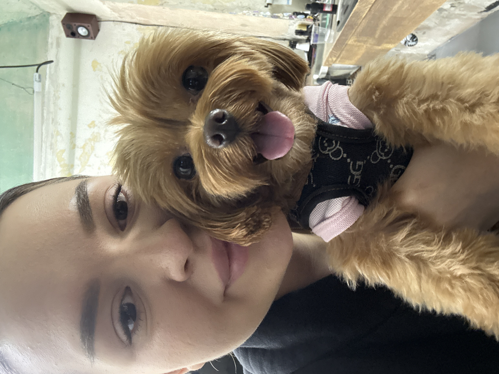 A close-up selfie shows a young woman with light skin and dark hair pulled back, smiling gently as she holds a small, fluffy, light-brown dog. The dog, a Yorkshire Terrier or similar breed, is wearing a black harness with a repeating white logo and a pink garment underneath. It is panting happily with its tongue out, looking directly at the camera. The background is indistinct, appearing to be an indoor setting with a textured, light-colored wall and some shelves with bottles and containers. The lighting is soft, and the overall impression is one of affection and comfort. The image appears to be taken indoors.