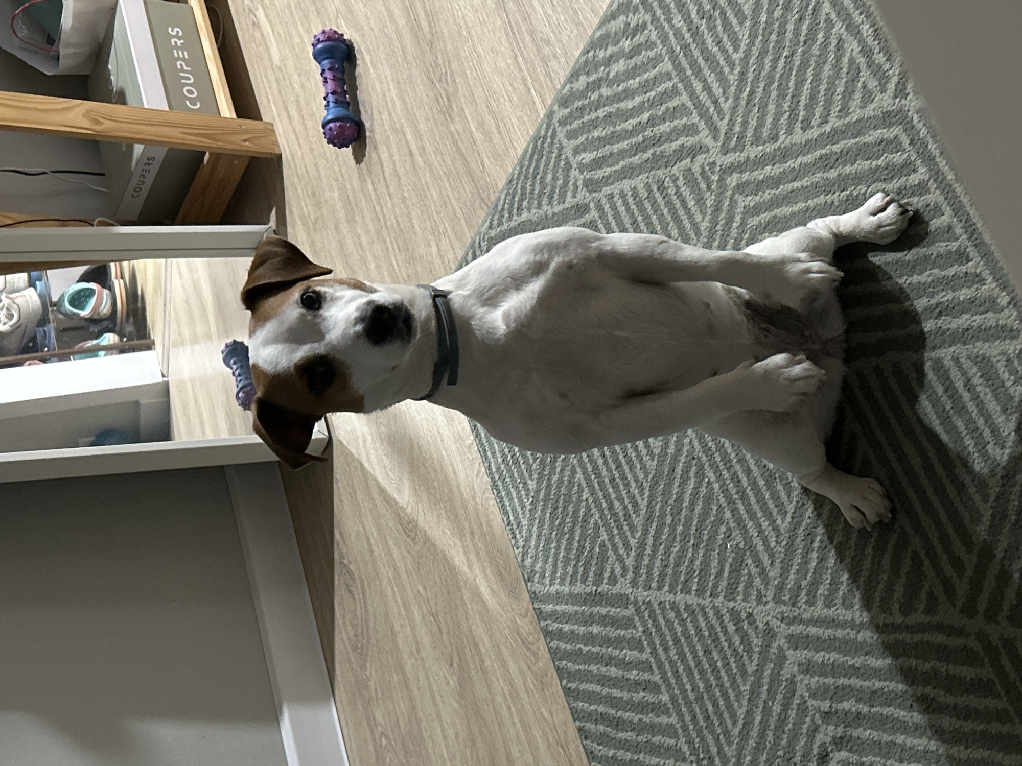 A Jack Russell terrier lies on its back on a gray and white geometric patterned rug. The dog has white fur with brown patches on its head, a dark collar, and its paws are facing upwards. To the left of the dog is a light-colored wooden floor and a shelf unit with boxes labeled "COUPERS". Above the dog and to the left is a purple and blue dog toy on the floor. The location is not discernable.