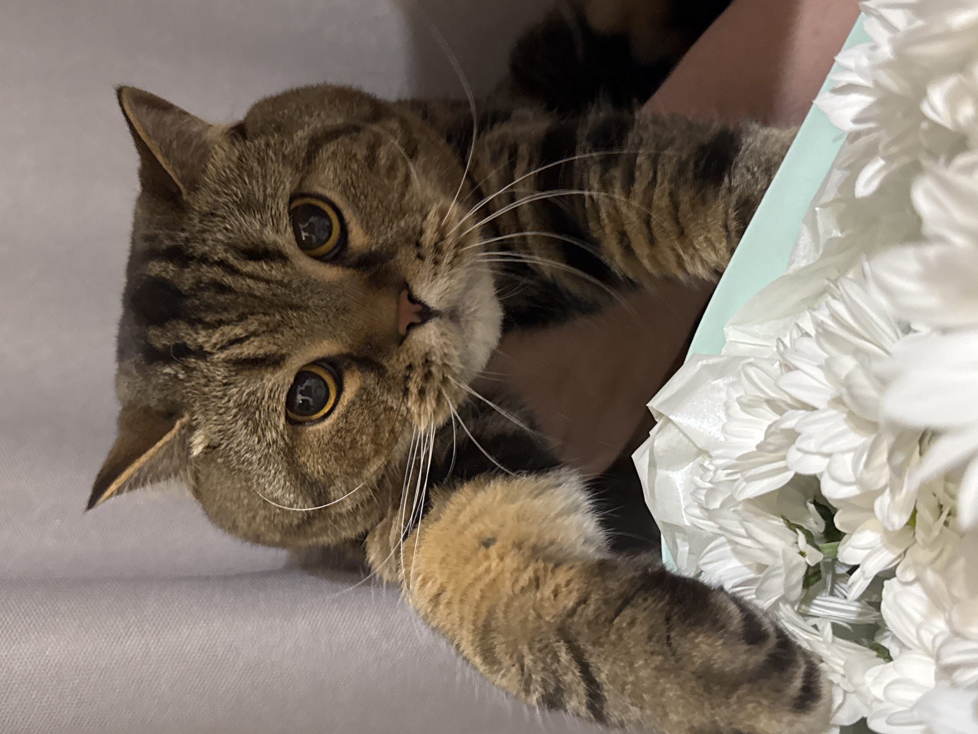 A close-up, low-angle shot shows a tabby cat peeking out from behind a bouquet of white chrysanthemums. The cat has prominent tabby markings on its fur, with golden eyes that are wide and curious. Its whiskers are long and white, fanned out against its face. The cat's paws are visible, one resting on the edge of the bouquet. The chrysanthemums are bright white, with delicate petals, and appear to be freshly cut. A person's arm and hand are partially visible behind the cat, holding it or the bouquet. The background is a soft, blurred gray, suggesting an indoor setting. The lighting is soft and diffused, highlighting the textures of the cat's fur and the flowers. The overall mood is one of gentle curiosity and domesticity. No text is visible in the image.