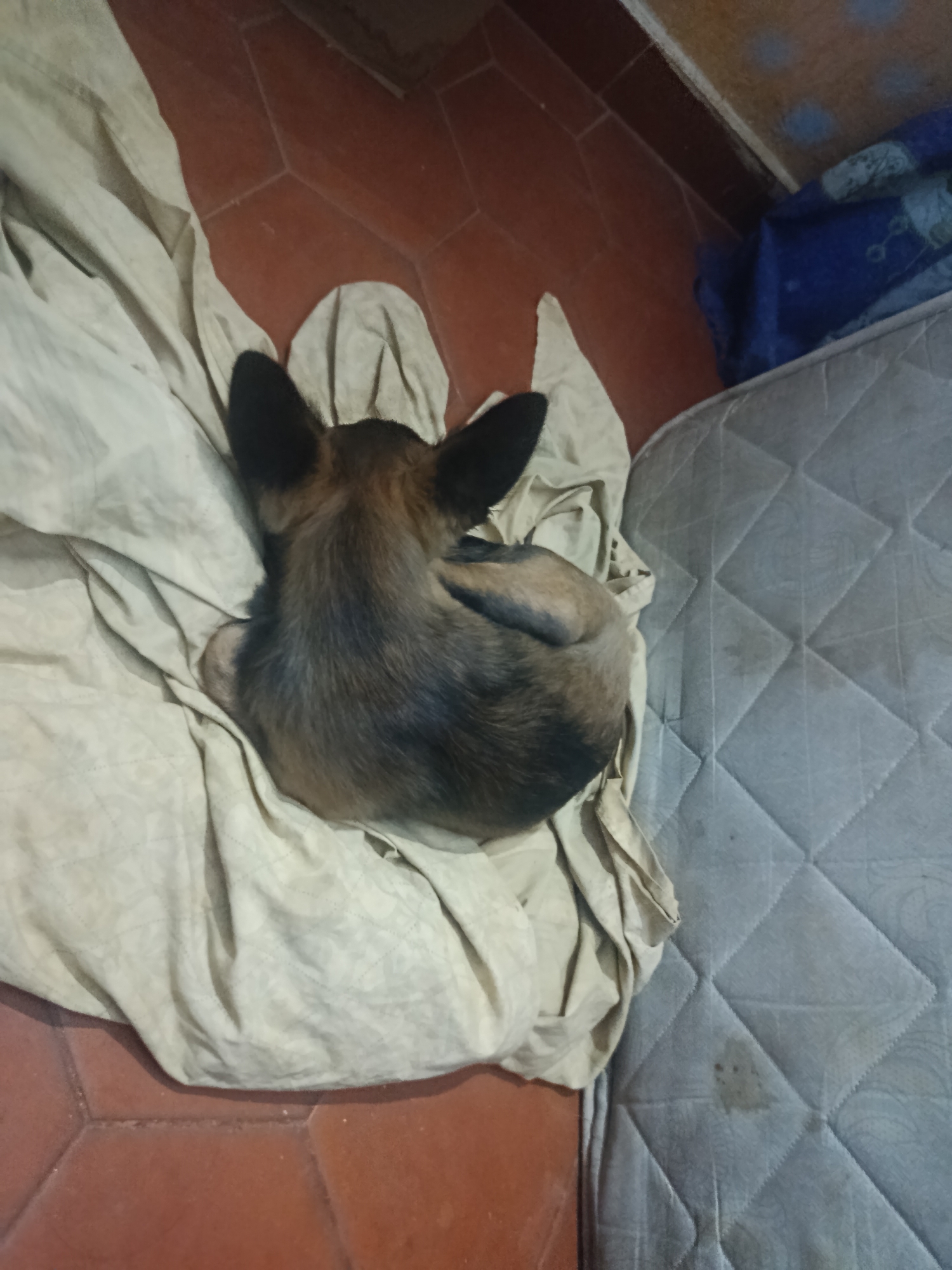 A small, brown and black dog is curled up on a tan blanket. The blanket sits on a brown tile floor and a portion of a stained gray mattress is visible. There are no people visible in the image. The location is Juan Griego, Venezuela.