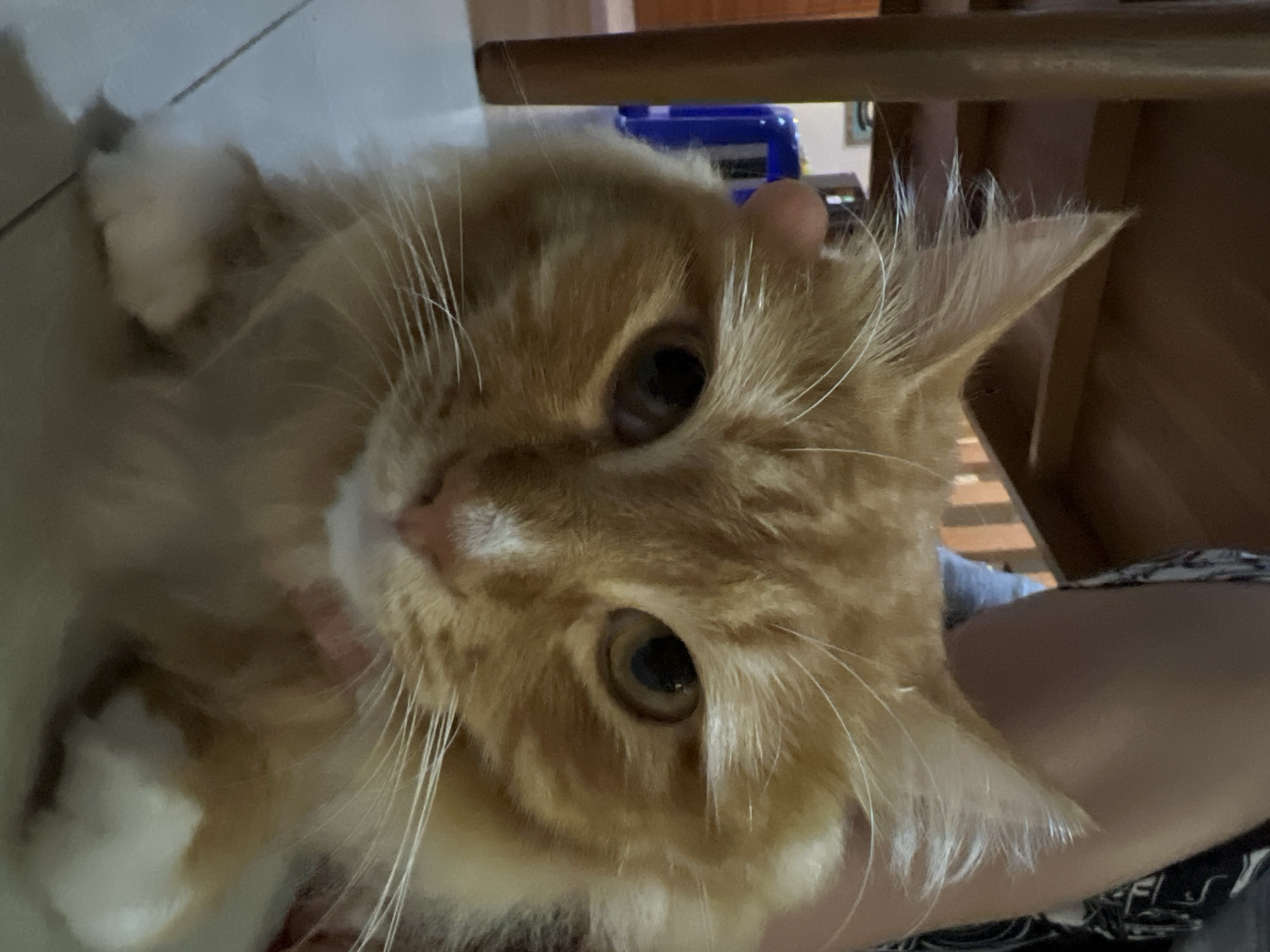 The image shows a close-up of an orange and white long-haired cat with golden eyes. The cat is being held or is resting on a person's arm, which is visible in the lower right corner of the image. The person is wearing a patterned shirt. The background includes a tiled floor and the lower part of a wooden chair. The presence of the tile floor and wooden furniture may be consistent with residential interiors in Singakerta, Indonesia.