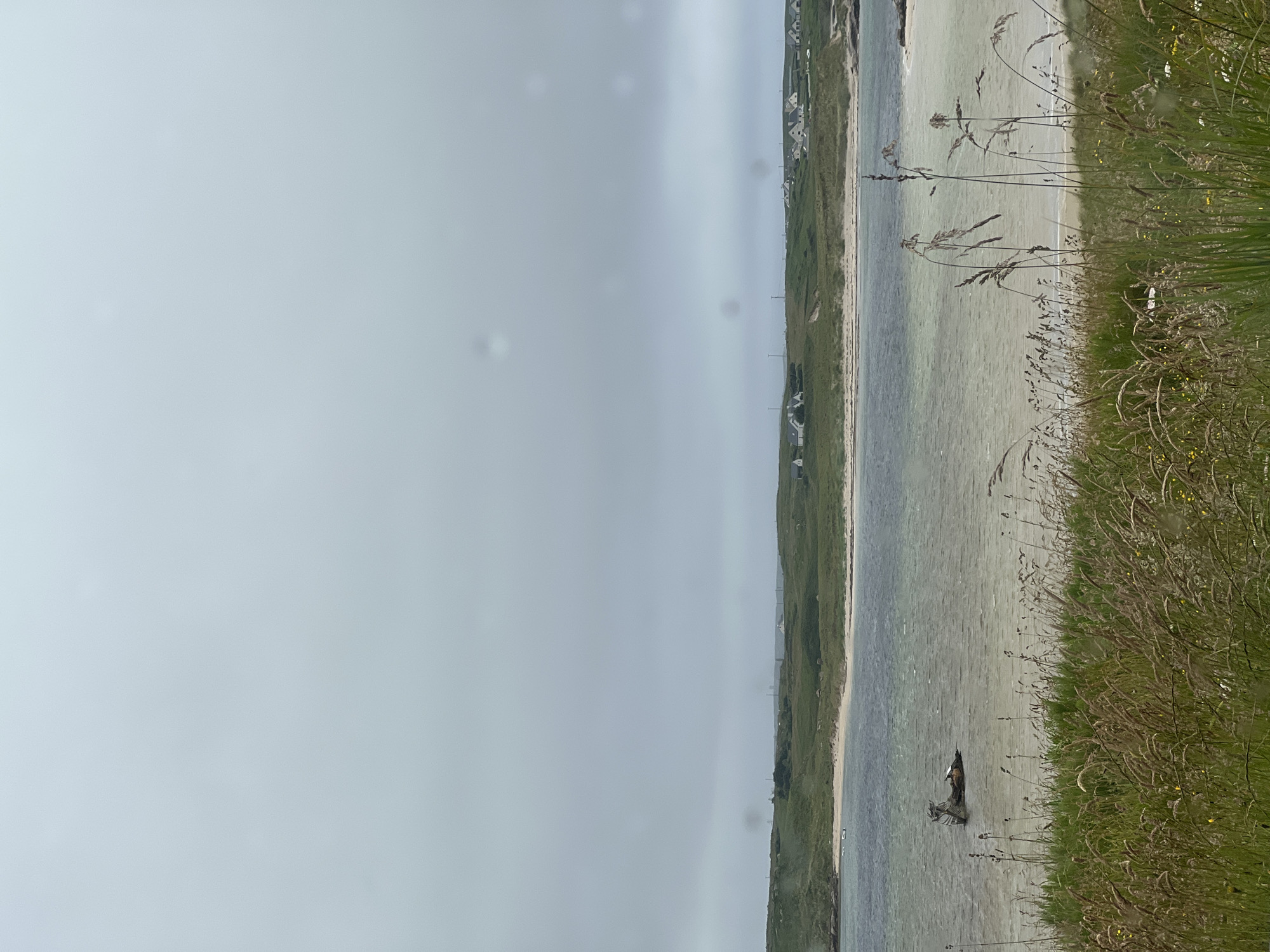 The image depicts a view of a coastline in Bunbeg, Ireland, under an overcast sky. In the foreground, tall, dry grass and reeds are prominent. Beyond the grass, a body of water, likely the Atlantic Ocean, is visible. A small, partially submerged shipwreck lies in the water. In the mid-ground, a sandy beach and green, rolling hills are present, dotted with several white houses. The distant horizon is characterized by more hills and the faint outline of structures. The overall atmosphere is subdued due to the cloudy weather.