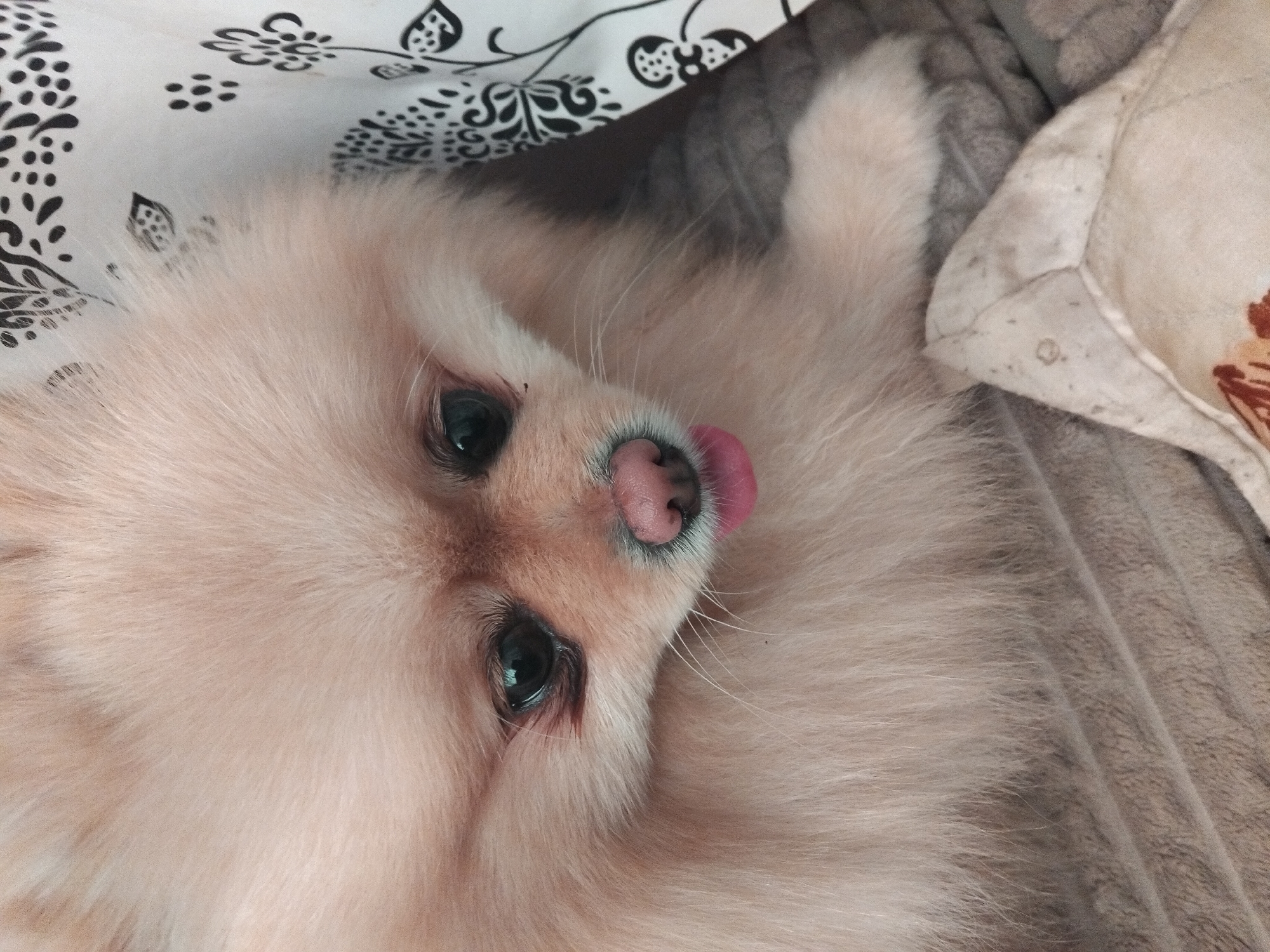 A close-up, eye-level shot focuses on the face of a light-colored Pomeranian dog. The dog's fur is fluffy and light brown, with some areas appearing almost white. Its eyes are dark and round, and its nose is pink. A small portion of its pink tongue is visible. The dog appears to be looking down and slightly to the right. The background consists of a textured brown surface, possibly a blanket or cushion, and a white fabric with a black floral pattern. There is also a light-colored, somewhat lumpy object in the lower right portion of the frame. The image appears to be taken indoors, with soft lighting. The location of Apriltsi, Bulgaria is not discernible from the image.
