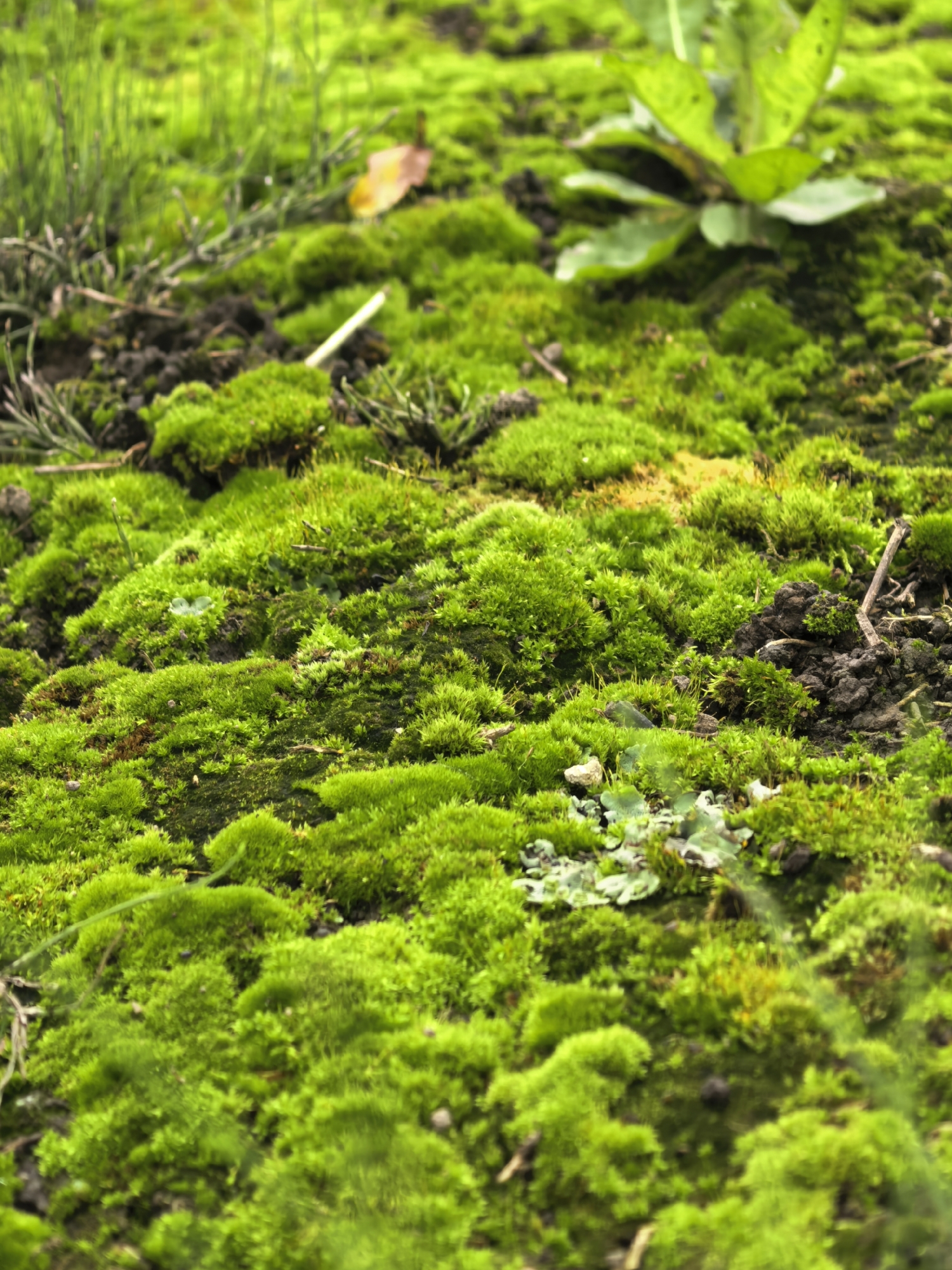 The image depicts a close-up, ground-level view of moss-covered earth. The moss is a vibrant green, with some areas appearing darker and more dense, while others are lighter and more spread out. Small patches of soil are visible between the mossy areas. In the upper left and upper right corners, there are blurred suggestions of green foliage. A few dry, twig-like elements and a single fallen leaf are scattered across the surface. The overall impression is one of a natural, damp environment, likely outdoors. The context provided specifies the location as Sergeevo, Russia, suggesting this is a scene from that area. No people, actions, or interactions are visible.
