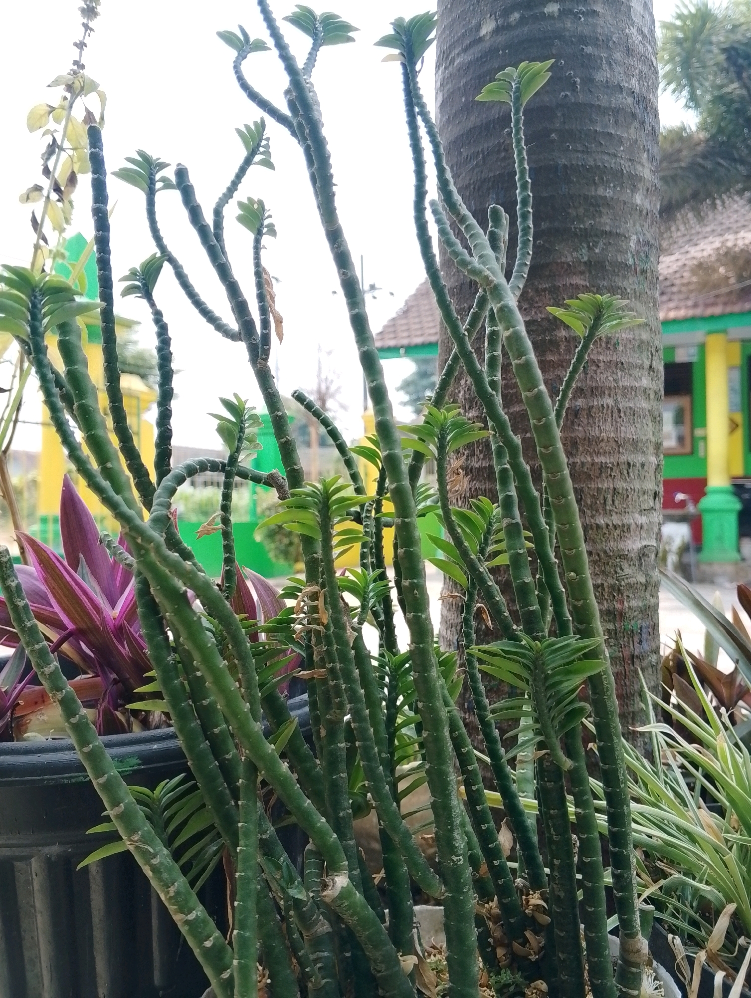 In Papungan, Indonesia, an outdoor scene features a cluster of tall, segmented green plants with small leaves at their tips, positioned in front of a large, rough-barked tree trunk. To the left, a portion of a large black planter is visible, containing these plants and also a plant with broad, purple leaves. In the background, a building with yellow and green accents is partially visible, suggesting an urban or semi-urban setting. The sky is bright and overcast, indicating daylight.