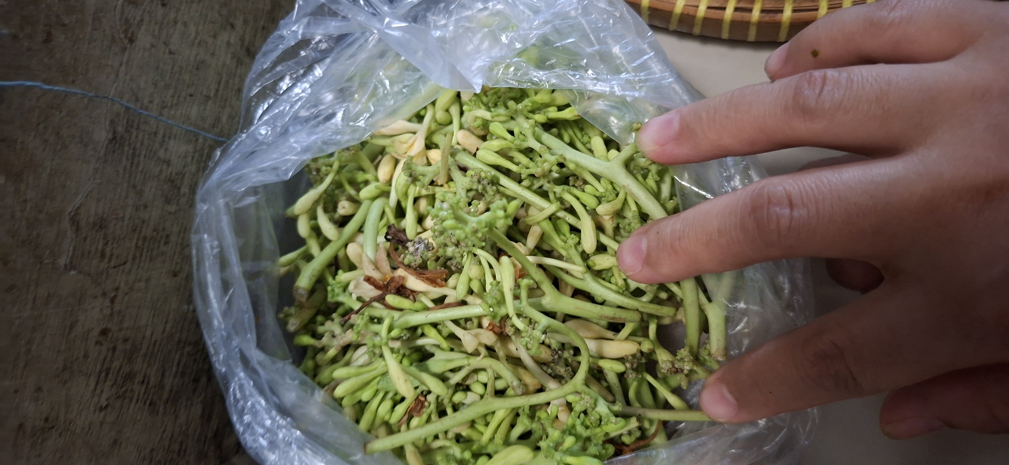A plastic bag filled with green and yellow flower buds, possibly from a papaya plant, is placed on a wooden surface. The bag is partially open, and a person's hands are visible, with their fingers reaching into the bag to touch the flower buds. The scene appears to be an outdoor market or a kitchen in Surabaya, Indonesia, given the traditional woven basket visible on the right side of the image. The lighting is natural, suggesting it's daytime. The background shows a textured wooden surface and a thin blue string hanging from above.