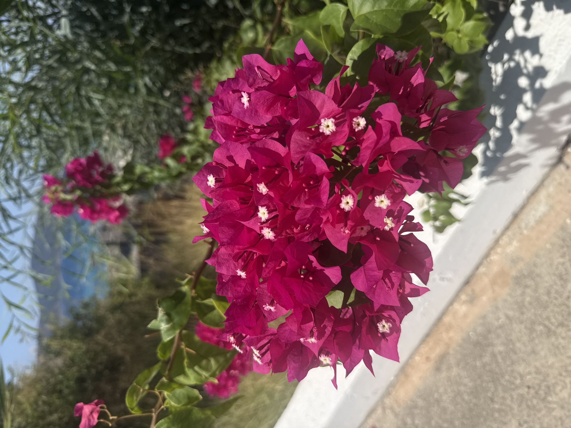 A close-up shot features a cluster of vibrant fuchsia bougainvillea flowers in the foreground. The delicate blossoms, with their small white centers, are the focal point, set against a backdrop of lush green foliage. In the background, a blurry view of the Aegean Sea and distant hills suggests a coastal setting, possibly in or near Bodrum, Turkey, known for its bougainvillea-draped architecture and picturesque waterscapes. The flowers are illuminated by bright sunlight, casting shadows on a white, low-lying wall that runs along the bottom of the frame. A textured pathway is visible to the left of the wall.