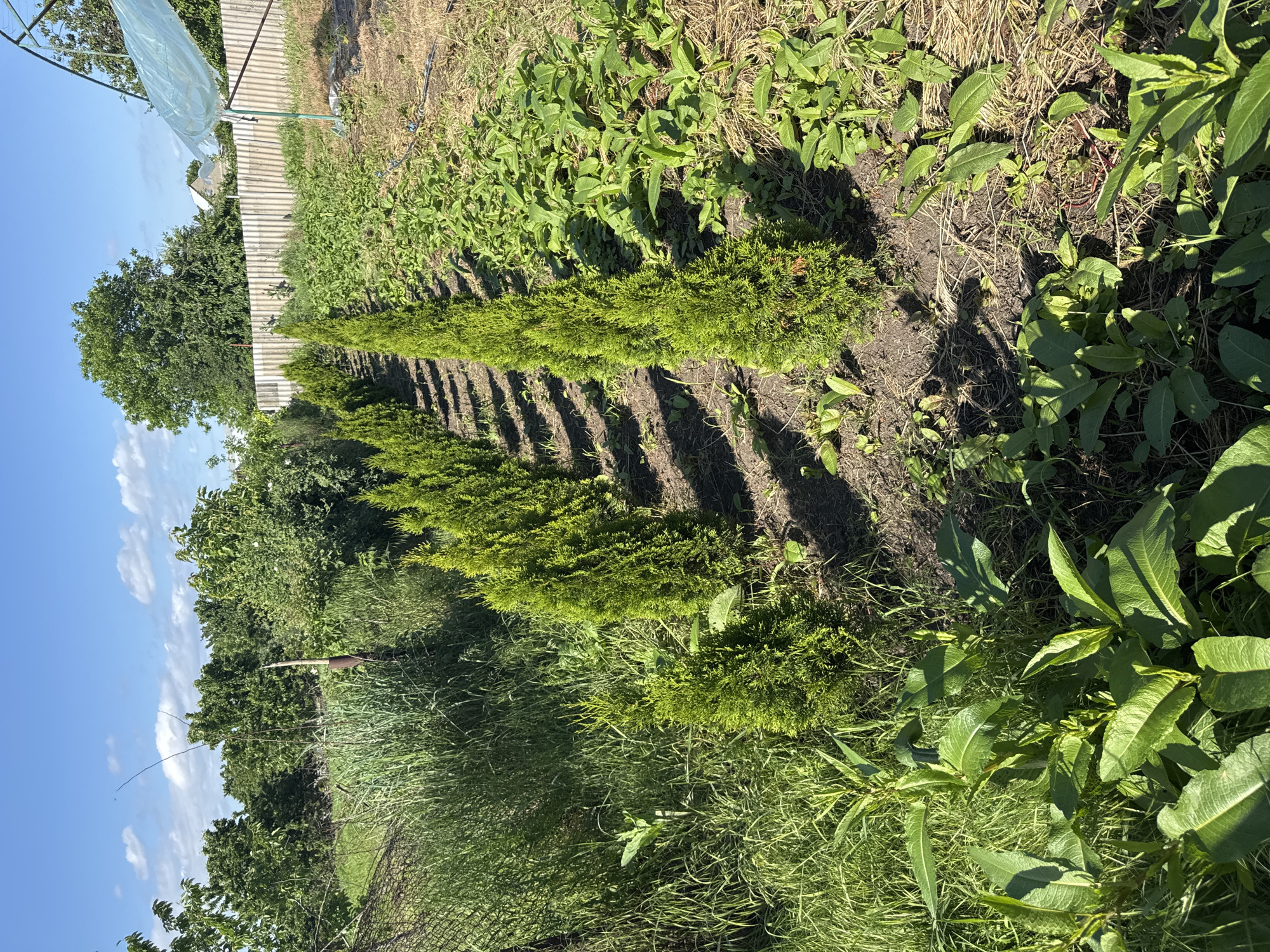 The image depicts a garden or agricultural area in an unspecified location. A row of small, green conifer trees, possibly Thuja or similar, lines a section of tilled soil. To the side of the trees, there is a mix of various weeds and grasses. Beyond the trees, a fence is visible, with a partial glimpse of what seems to be a greenhouse or some kind of plastic covering structure. In the background, there are trees and a clear blue sky with some clouds. The lighting suggests it is a sunny day.