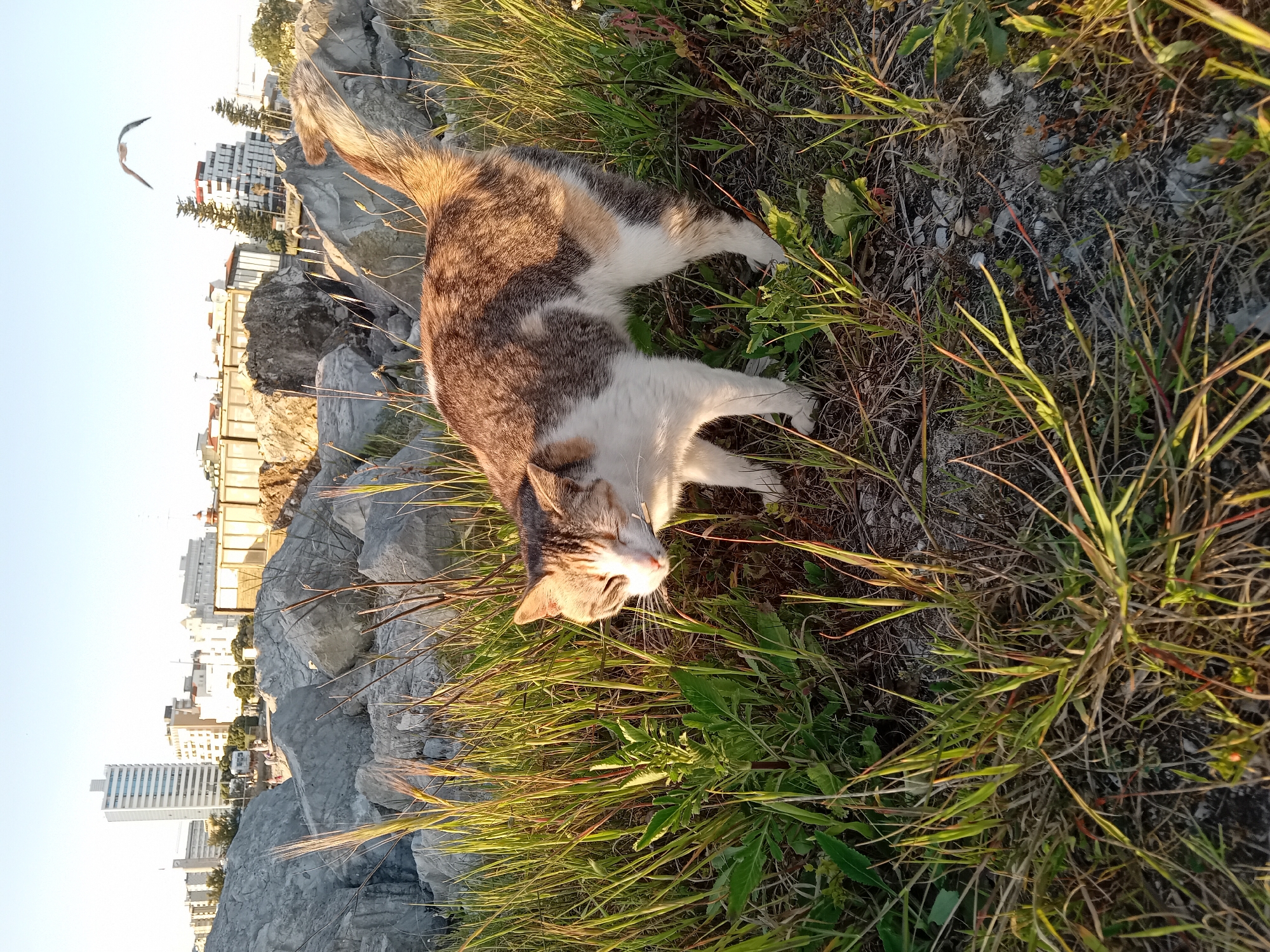 A calico cat is standing in tall grass and weeds. Behind the cat is a rock wall and the blurred cityscape of Unknown, Unknown. A bird is flying in the sky.