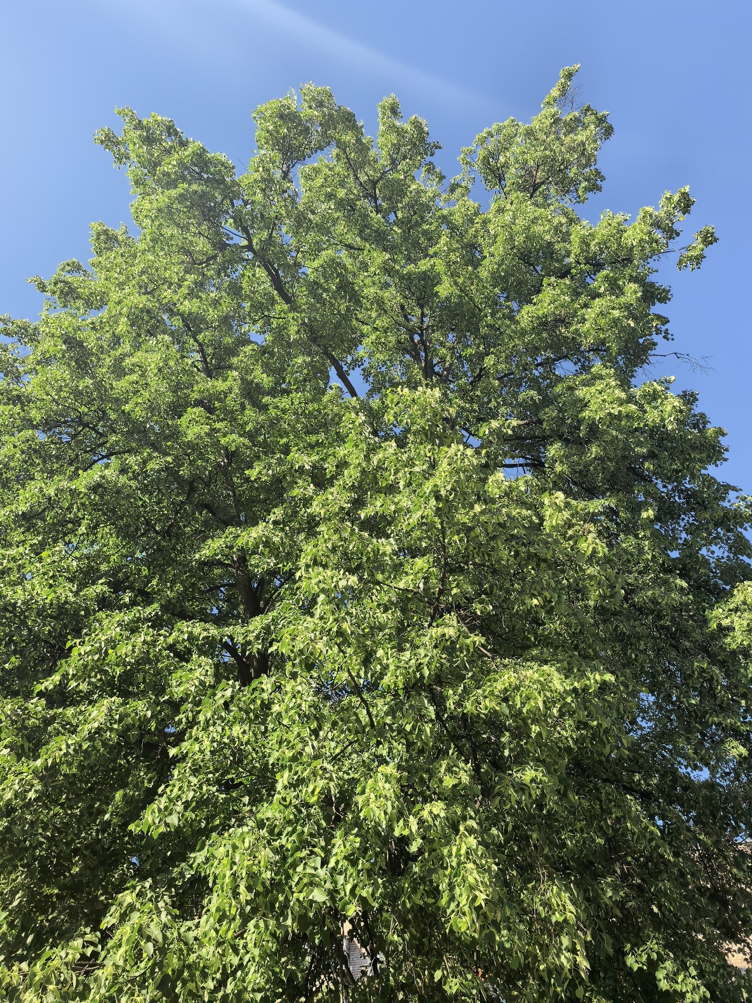 A low-angle, full shot captures a large, mature tree with dense green foliage against a clear, bright blue sky. The tree dominates the frame, with branches extending across the entire view. The leaves are a vibrant green, with variations in tone and texture suggesting sunlight filtering through the canopy. The branches are visible amidst the leaves, showcasing the tree's structure. The sky is a cloudless, solid blue. The location being in Sterlitamak, Russia, is not evident from the visual content. No people, actions, or interactions are visible in the image. The environment is characterized by the tree and sky.