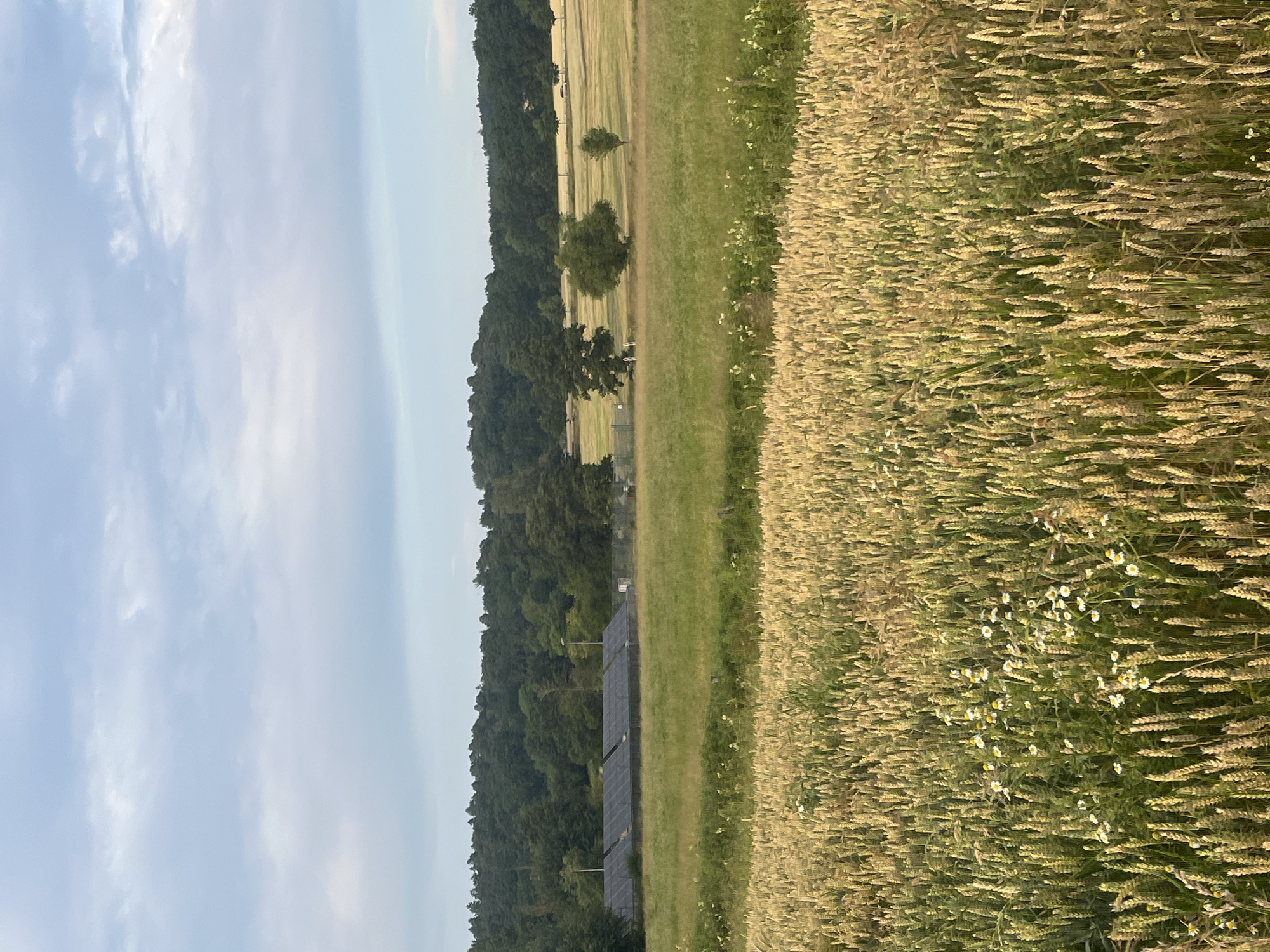 The image depicts a rural landscape in Neustadt, Germany. On the right side of the frame, a field of ripe wheat stretches towards the viewer, interspersed with small white wildflowers. To the left of the wheat field, a strip of green grass is visible, with a row of solar panels running along its edge. Beyond the solar panels, a dense, dark green forest borders a gently rolling field. A few scattered trees are present within this field, one with a rounded canopy and another taller, more slender tree. The sky above is a pale blue, with wispy white clouds indicating fair weather. The lighting suggests it is either early morning or late afternoon, with the sun casting a warm glow over the scene. No people are visible in the image. The overall impression is one of a tranquil, sun-drenched agricultural setting.