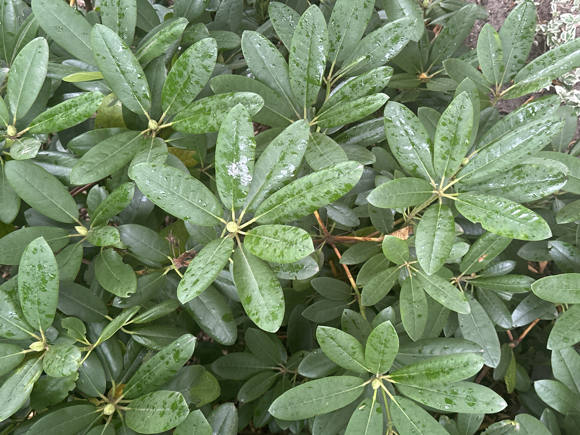 The image shows a close-up view of a dense rhododendron bush with many green, glossy leaves, some of which have water droplets on them. The leaves are oval-shaped and arranged in whorls along the stems. The lighting suggests an overcast day, and the overall impression is one of lush, damp foliage. The scene is likely an outdoor garden or park in Hamburg, Germany, given the typical flora and the overcast conditions often found in the region. There are no people or specific actions depicted, only the natural state of the plant.