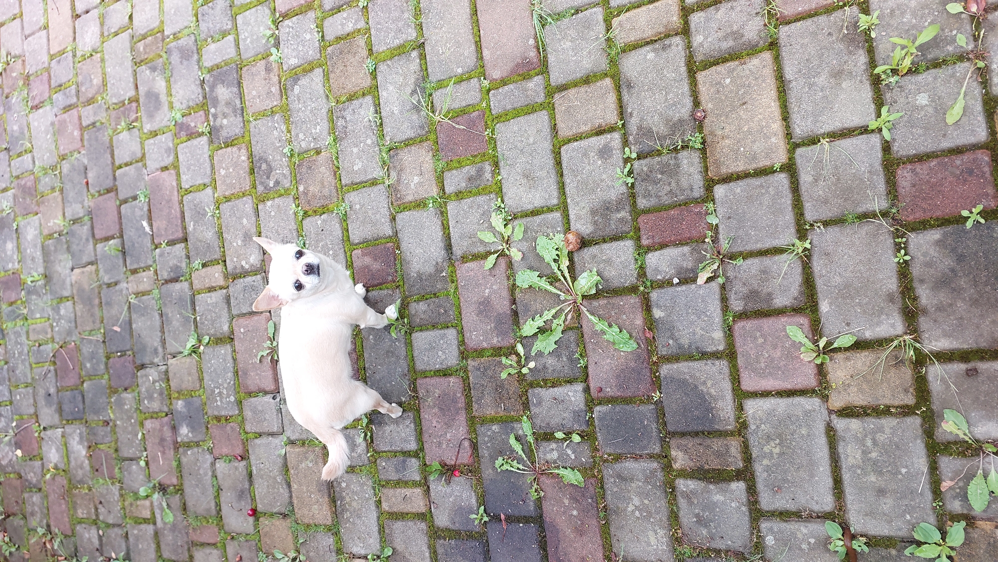 This media file shows a chihuahua lying on a paved walkway. The walkway is made of rectangular bricks in varying shades of gray and reddish-brown, interspersed with moss and weeds. The chihuahua is light-colored with large ears and dark eyes, looking up at the camera. Its body is stretched out on the bricks, with its paws positioned near the foreground. The perspective is from above, looking down on the dog and the walkway. There are some small green plants growing between the bricks, and a few fallen leaves or debris are visible on the ground. The lighting suggests it may be daytime, possibly overcast or in shade, as there are no harsh shadows. The overall scene appears to be outdoors in a garden or patio area.