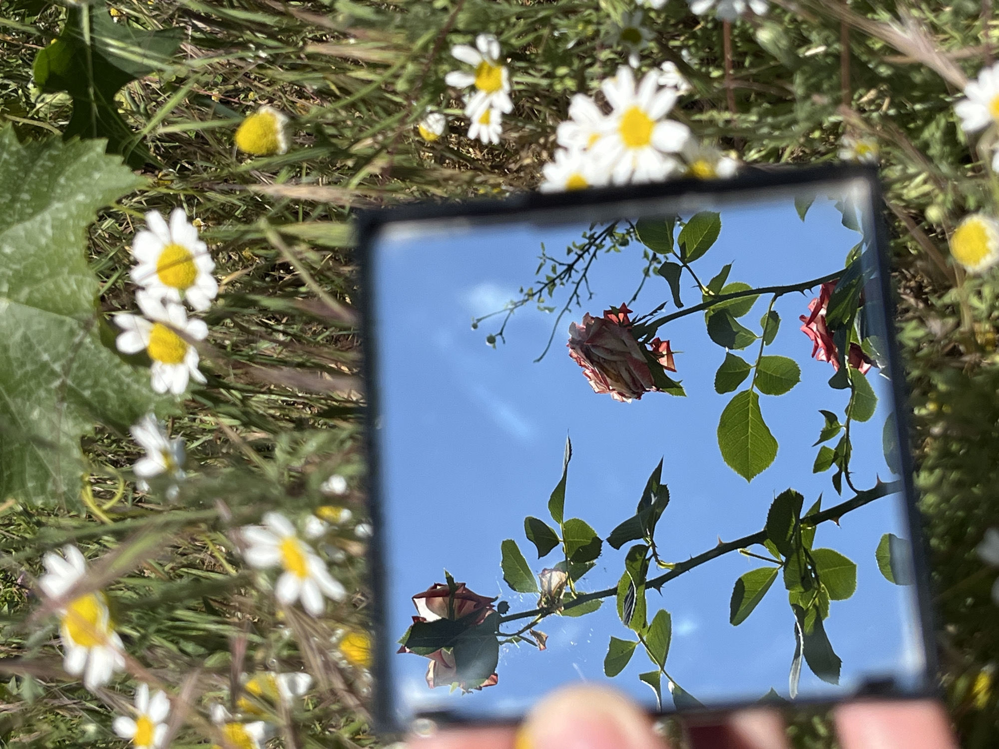A square mirror held in a person's hand reflects two roses against a blue sky. The roses appear wilted, with pink and white petals. One rose is more prominent in the reflection, showing a stem with green leaves and thorns. The background of the image is a field of daisies and green foliage, out of focus. The lighting suggests it is daytime.