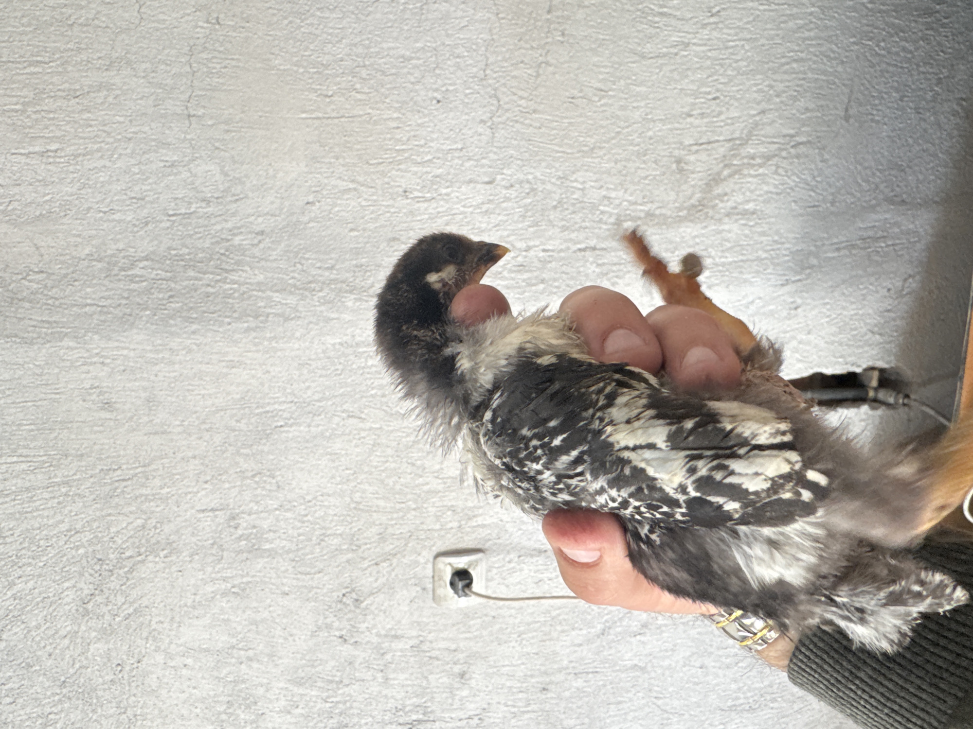 A person is holding a small, juvenile bird in their hand. The bird has a dark head and a mottled black and white body. The person appears to be wearing a sweater and a ring on their finger. The background is a light-colored wall with an electrical outlet. The location is inferred to be Sarnevo, Bulgaria, based on the user's prompt. No further details about the location or the interaction are available from the image.