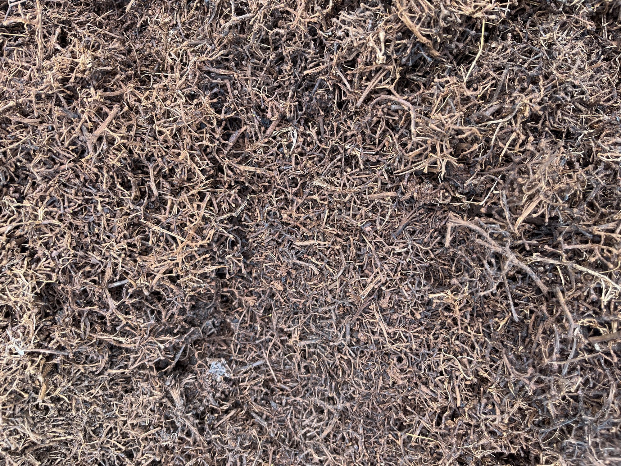 This image is a close-up, overhead view of a dense mat of dried, intertwined roots or vines. The subjects are purely organic material, the tangled remains of plant roots. There are no people, animals, or discernible objects. The scene is a textured, abstract pattern created by the organic material.
The setting appears to be outdoors, likely on the ground, given the nature of roots. There are no clear cues for time of day or weather, other than the dried state of the vegetation suggesting a period of dryness or dormancy. Location cues are minimal; it's impossible to determine a specific geographical location from this image alone.
The notable details are the intricate network of the roots, their varying thicknesses and branching patterns, and the earthy, muted color palette of browns and grays. The texture is rough and brittle. There is no discernible activity taking place; the image captures a static, natural formation. No text is visible in the image.
