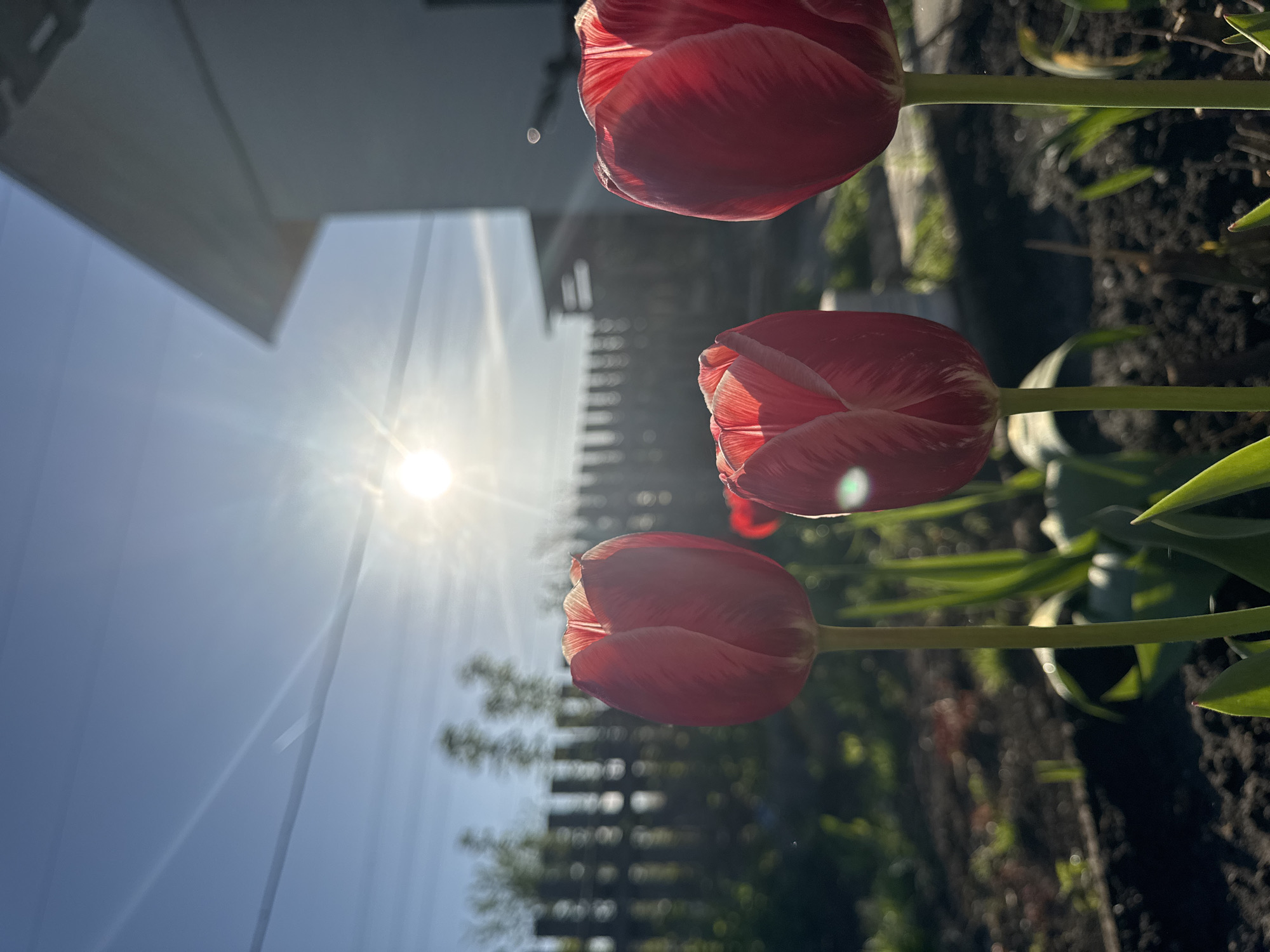 The image shows three red tulips in a garden against a backdrop of a bright, sunny sky, a building, and a fence. The camera angle is low, looking up at the flowers, which are the primary subjects. The sun is high and bright, creating a glare. The background includes a white building with a slanted roofline, a tall, dark fence, and green trees or bushes behind the fence. The tulips are in different stages of bloom, with light reflecting through their petals. The soil around the tulips appears dark and fertile. It is not possible to confirm the location is Chaikovsky, Russia, based on the image alone.