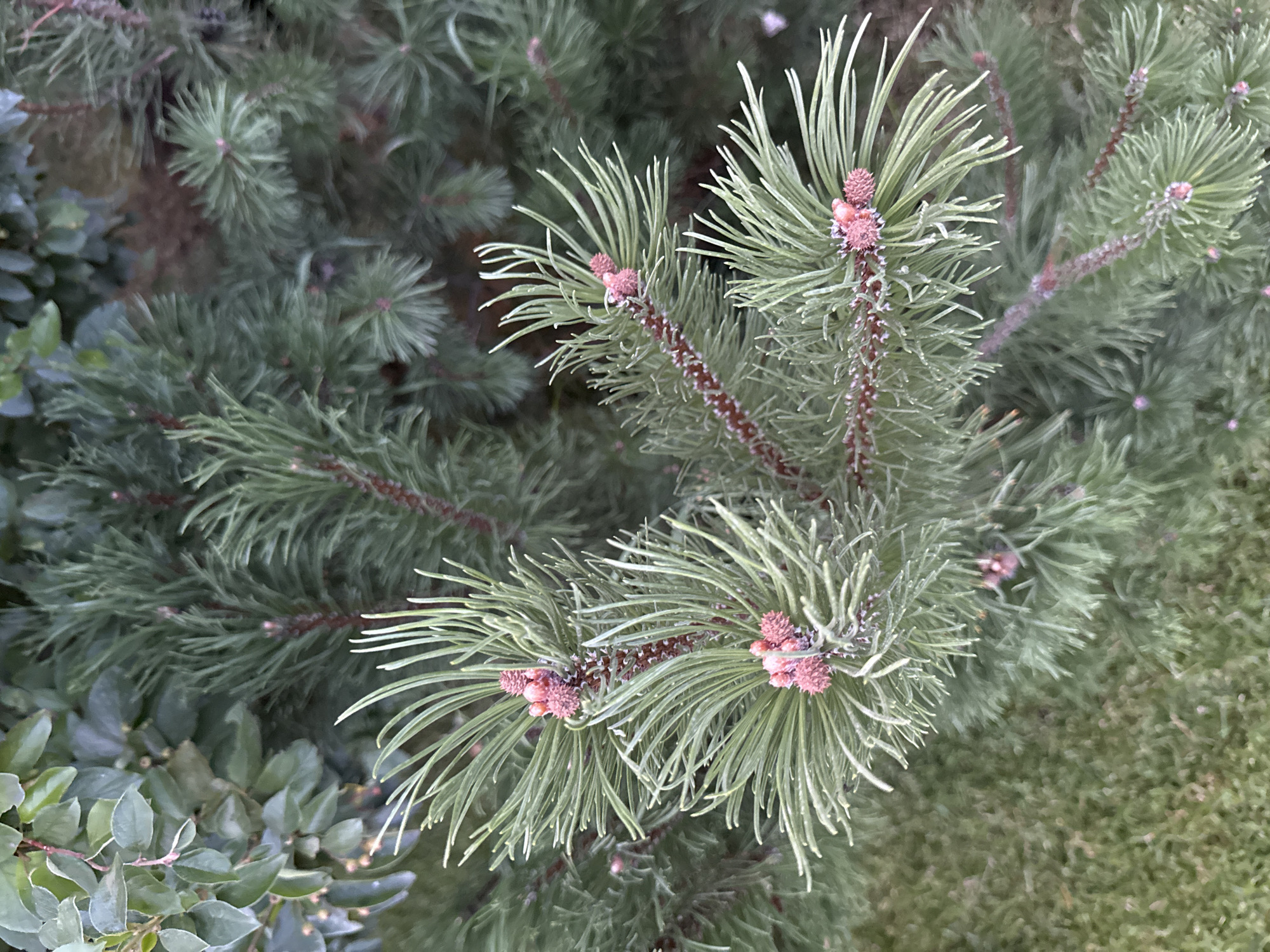 An extreme close-up, overhead shot shows a pine tree branch with developing pink pine cones. The needles are a light green, and the branch is reddish-brown with a fuzzy texture. In the upper left quadrant of the image, out-of-focus green leaves from another plant are visible. The lower left quadrant shows out-of-focus green grass. The scene is likely outdoors. The location in Kazan, Russia is not discernible from the image.