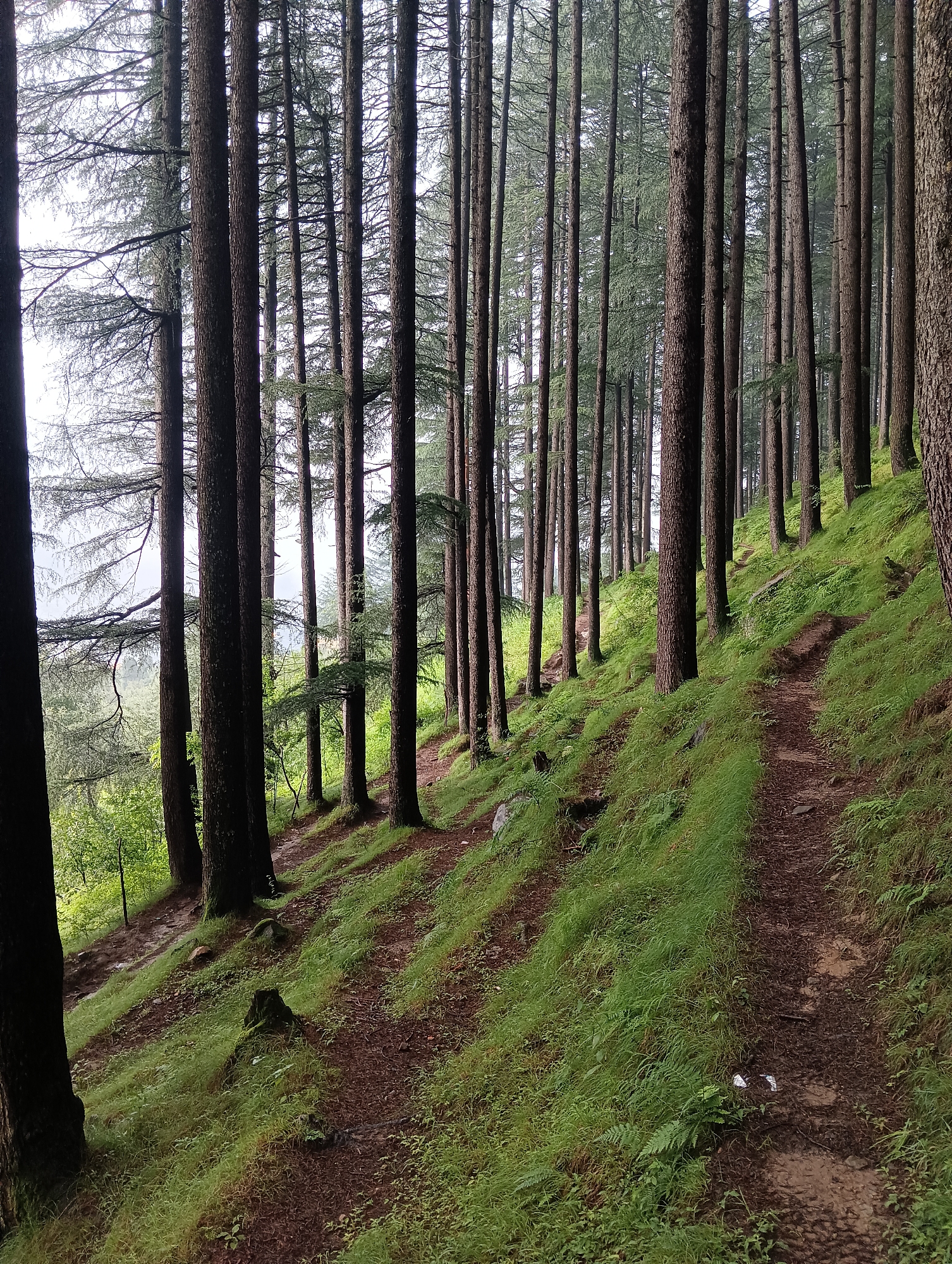 The image depicts a dense forest with tall, slender trees lining a sloped path. The ground is covered in green grass and patches of dark soil, with the path itself appearing worn and dusty. Sunlight filters through the canopy, casting shadows on the forest floor. The overall scene suggests a natural, outdoor environment, likely a hiking trail within a forest. The reference to the city of Chhyal, India, indicates the geographical context of this location.