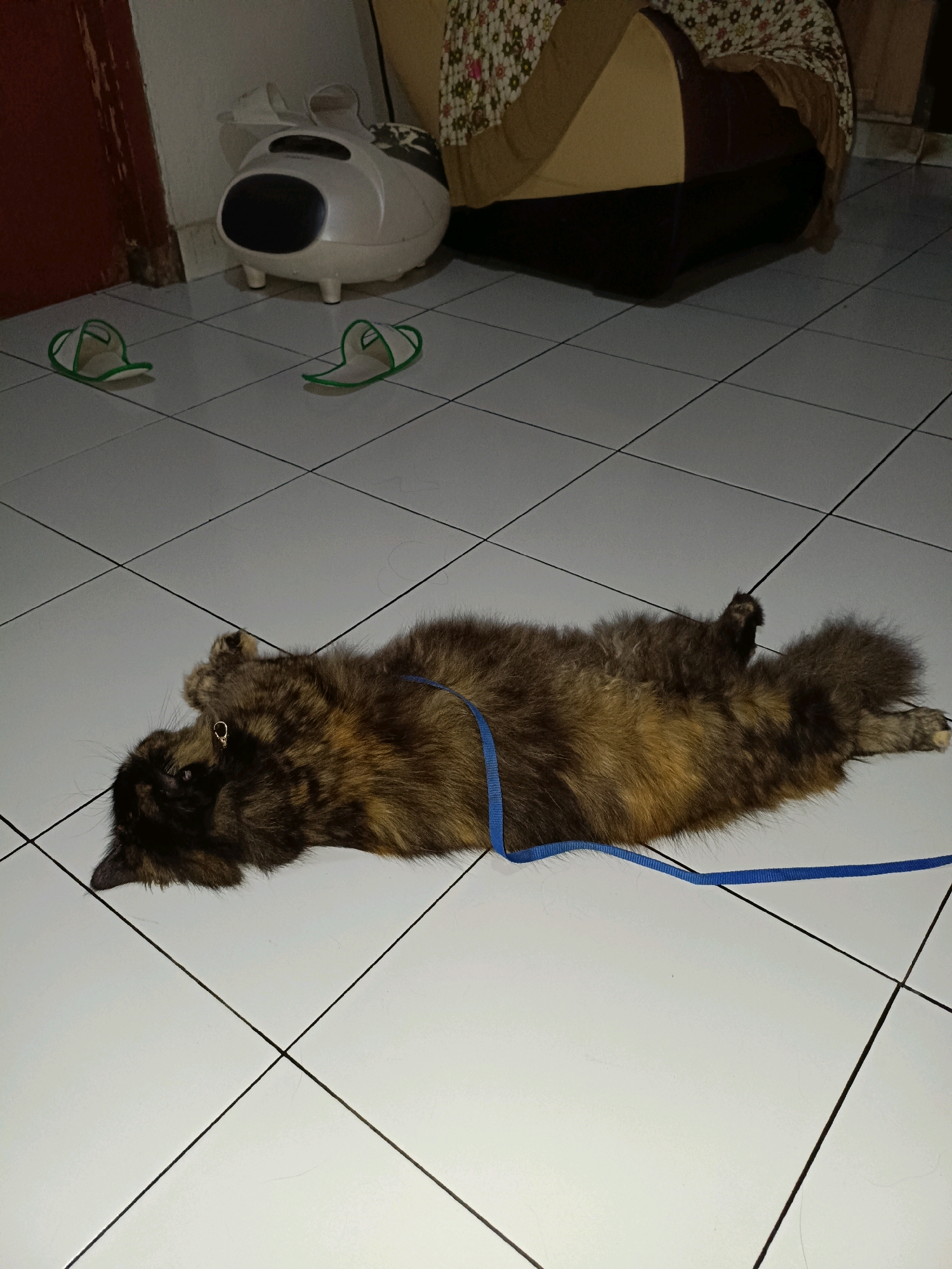 A long-haired tortoiseshell cat lies on its back on a white tiled floor, appearing to be a domestic setting within Maguwoharjo, Indonesia. The cat is wearing a blue harness and leash, which trails across the floor. Its head is turned to the left, with one eye visible. In the background, to the left, is a white appliance with a black front, possibly a humidifier or air purifier, and a pair of green-trimmed white slippers. To the right, part of a couch with a floral and brown patterned fabric is visible. The overall lighting suggests an indoor environment.