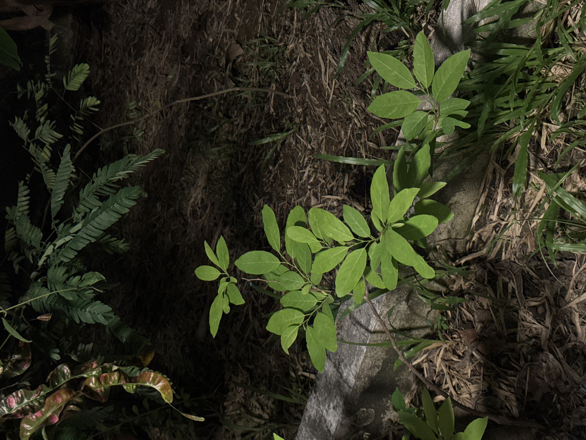 The image captures a close-up view of lush green foliage in a dimly lit outdoor setting, likely a garden or park. In the foreground, a young sapling with broad, vibrant green leaves stands prominently. To its right, another smaller plant with similar leaves emerges from the ground. A weathered, light-colored concrete border runs along the left side of the frame, suggesting a pathway or edge of a garden bed. The ground is covered with dry leaves, twigs, and patches of grass, indicating a natural or semi-natural environment. In the background, darker green leaves of larger plants and trees are visible, creating a sense of depth and a dense canopy. The lighting suggests it might be dusk or night, with artificial light illuminating the plants. The scene is consistent with an outdoor area within Chiang Mai City Municipality, Thailand, where such greenery is common in parks, gardens, and along residential streets. No people or specific actions are depicted.