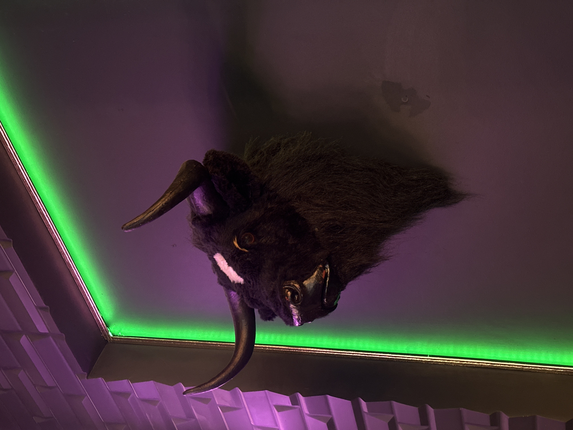 A taxidermied head of a dark-furred bull or bison-like animal is mounted on a wall within an interior space in Rostov-on-Don, Russia. The animal head features prominent dark horns, a dark snout, and a distinct white stripe of fur between its eyes. Shaggy dark brown fur covers its head and extends into a beard-like formation below the chin. The head is angled slightly to the viewer's left. To the immediate left of the mounted head, a vertical strip of bright green LED or neon lighting illuminates a section of a dark wall. Further to the left, a textured wall composed of three-dimensional, rectangular block-like panels is illuminated with a purple light. The overall scene is dimly lit, with the green and purple lights providing the primary illumination and color to the respective wall sections. No individuals are present.