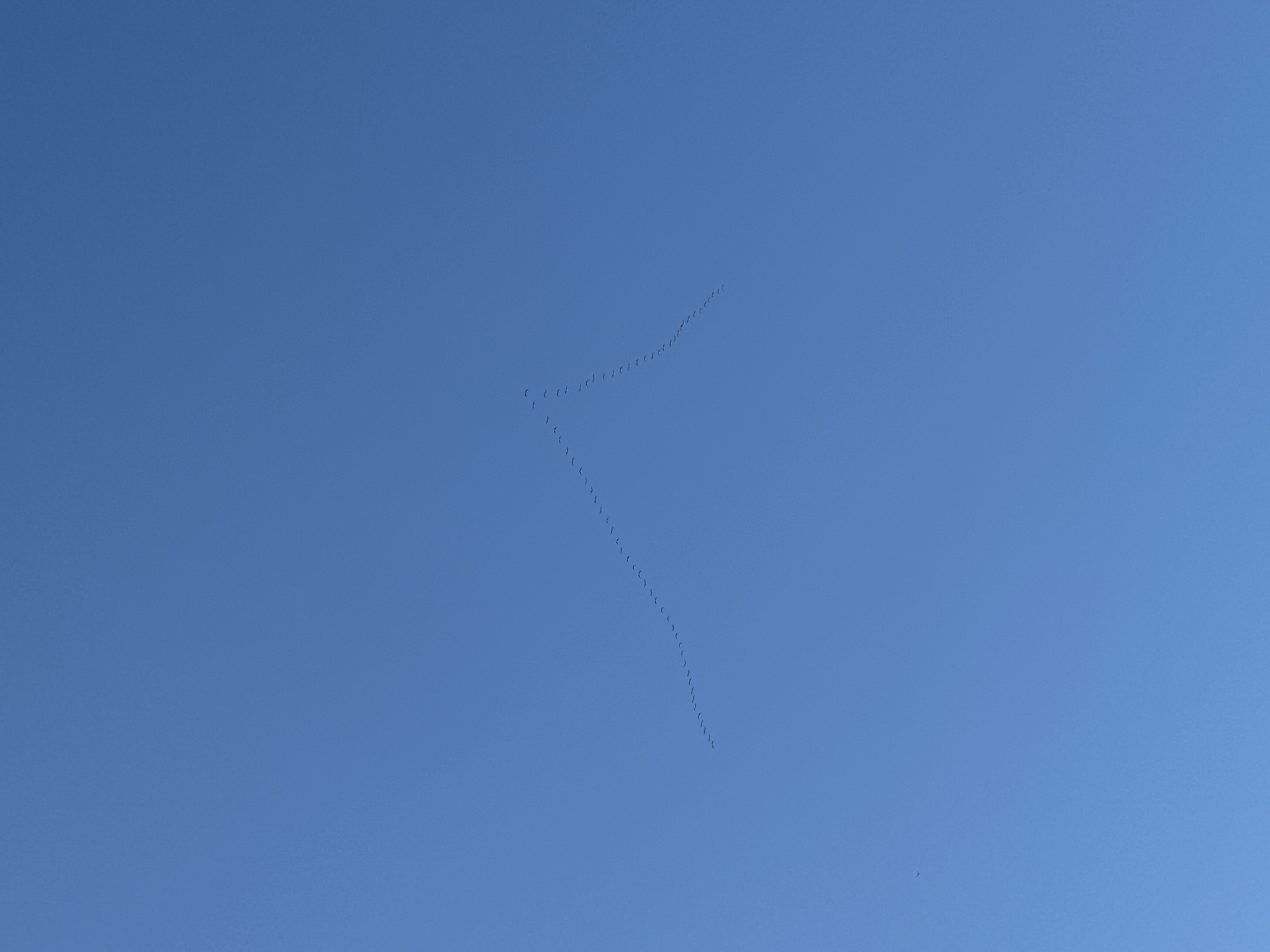A flock of birds flies in a V-formation against a clear blue sky. The precise location and date in Kazan, Russia, are unavailable from the image.