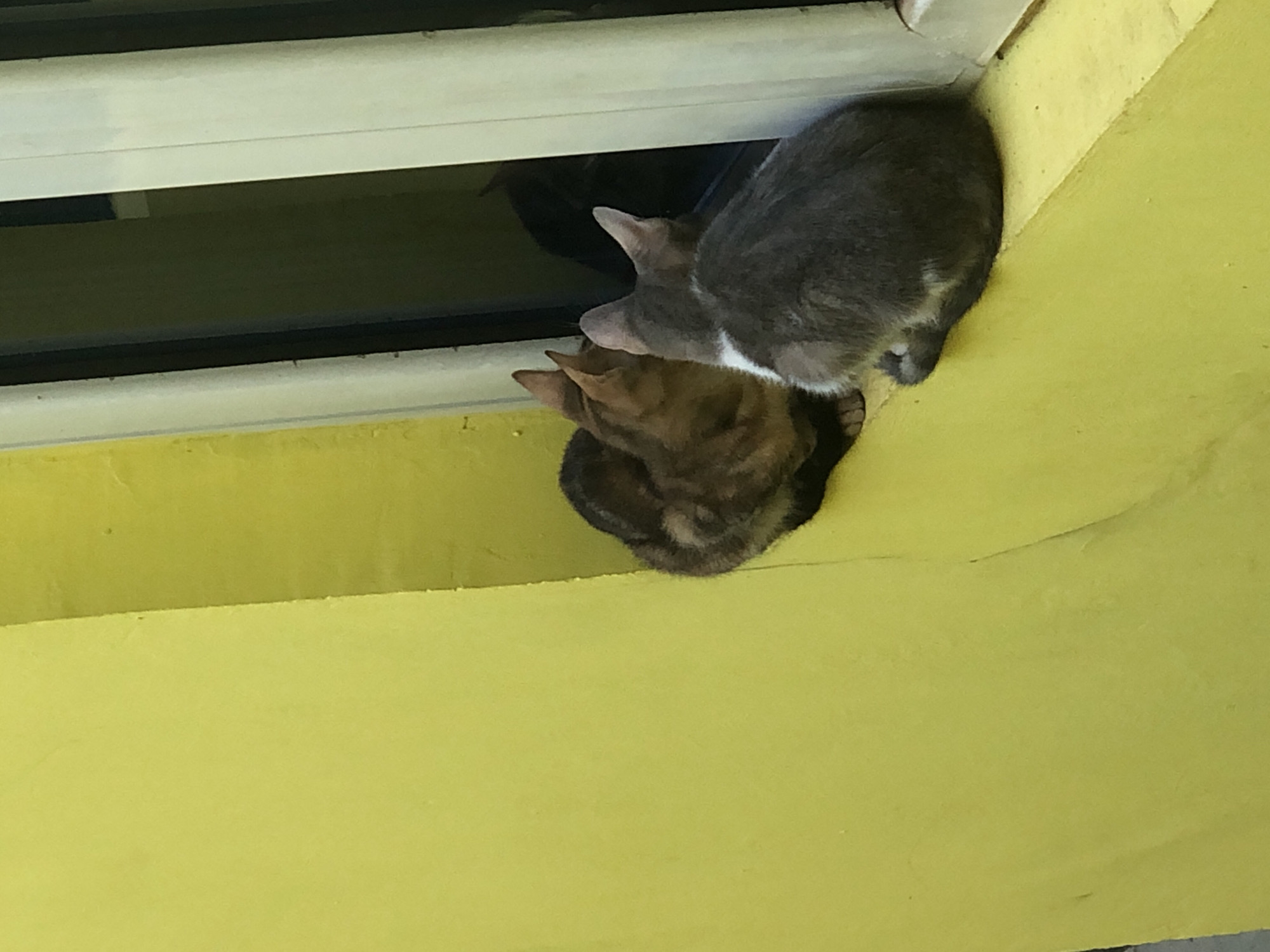 Two cats are perched on a bright yellow ledge of a building, looking into a dark window. The cat on the right is mostly grey with a white patch on its chest and is facing away from the viewer, looking into the window. The cat on the left is a tabby, partially obscured by the grey cat, and is also looking into the window. The background is a textured yellow wall, typical of many buildings in Lagos, Nigeria, which often feature vibrant, bold colors. The ledge appears to be part of a window sill or a decorative architectural element.