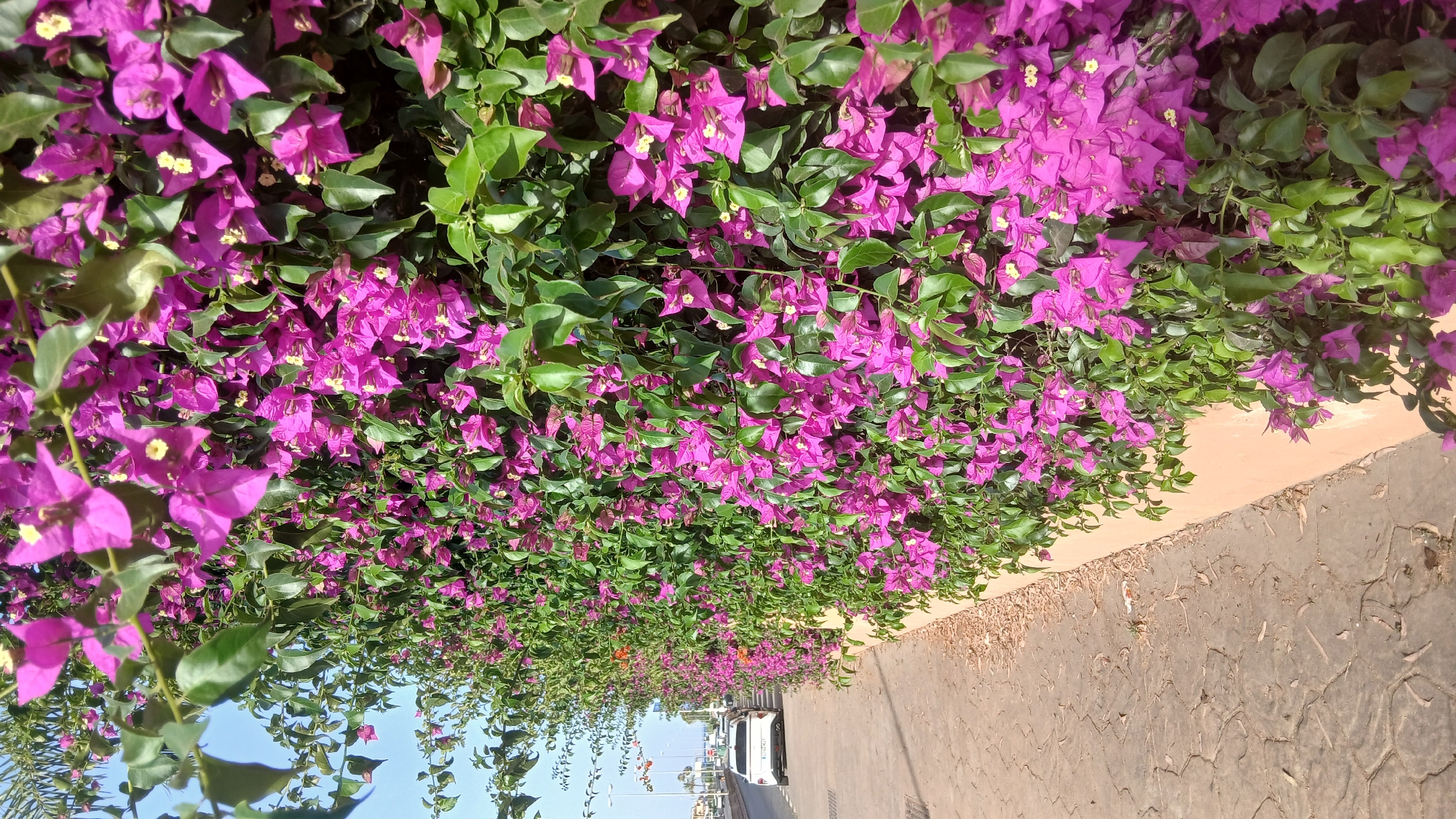 A medium shot captures a vibrant wall of bougainvillea flowers in bloom, their purple bracts and small white flowers cascading down. To the left, a paved sidewalk runs parallel to the flowering wall, with a light-colored car parked on the street beyond. The street is lined with lampposts, suggesting an urban or suburban setting. The sky is a clear blue. The scene is set in Bel Air, Spain, as indicated by the context.