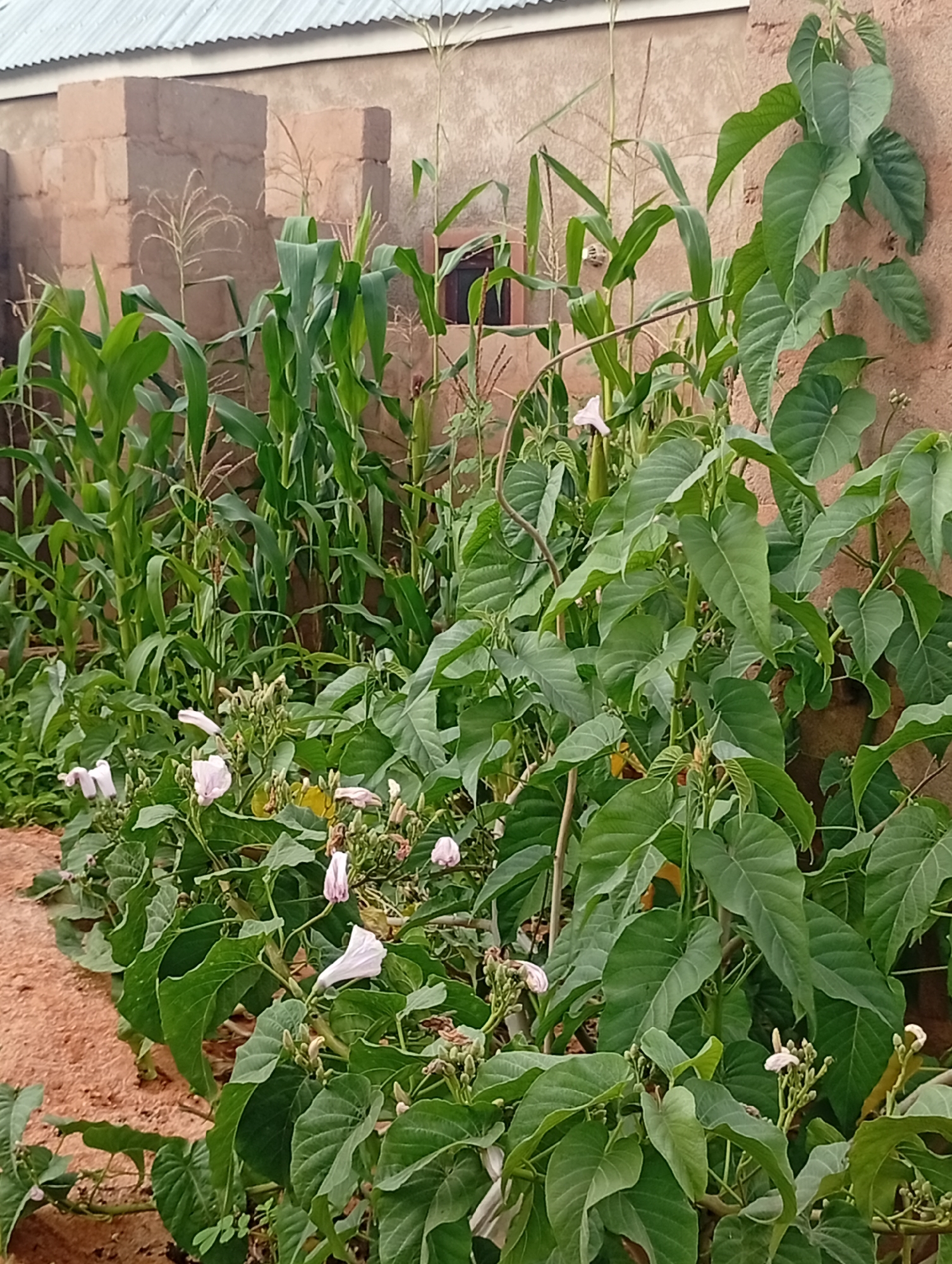 The image depicts a garden scene with several types of plants, including corn stalks with visible tassels and large-leafed vines with delicate pinkish-white flowers. The plants are growing in front of a wall constructed of reddish-brown bricks and a textured building surface. A corrugated metal roof is visible at the top of the image. The ground appears to be a reddish-brown soil. This scene is located in the city of Tumfure, Nigeria. There are no people or animals present in the image.