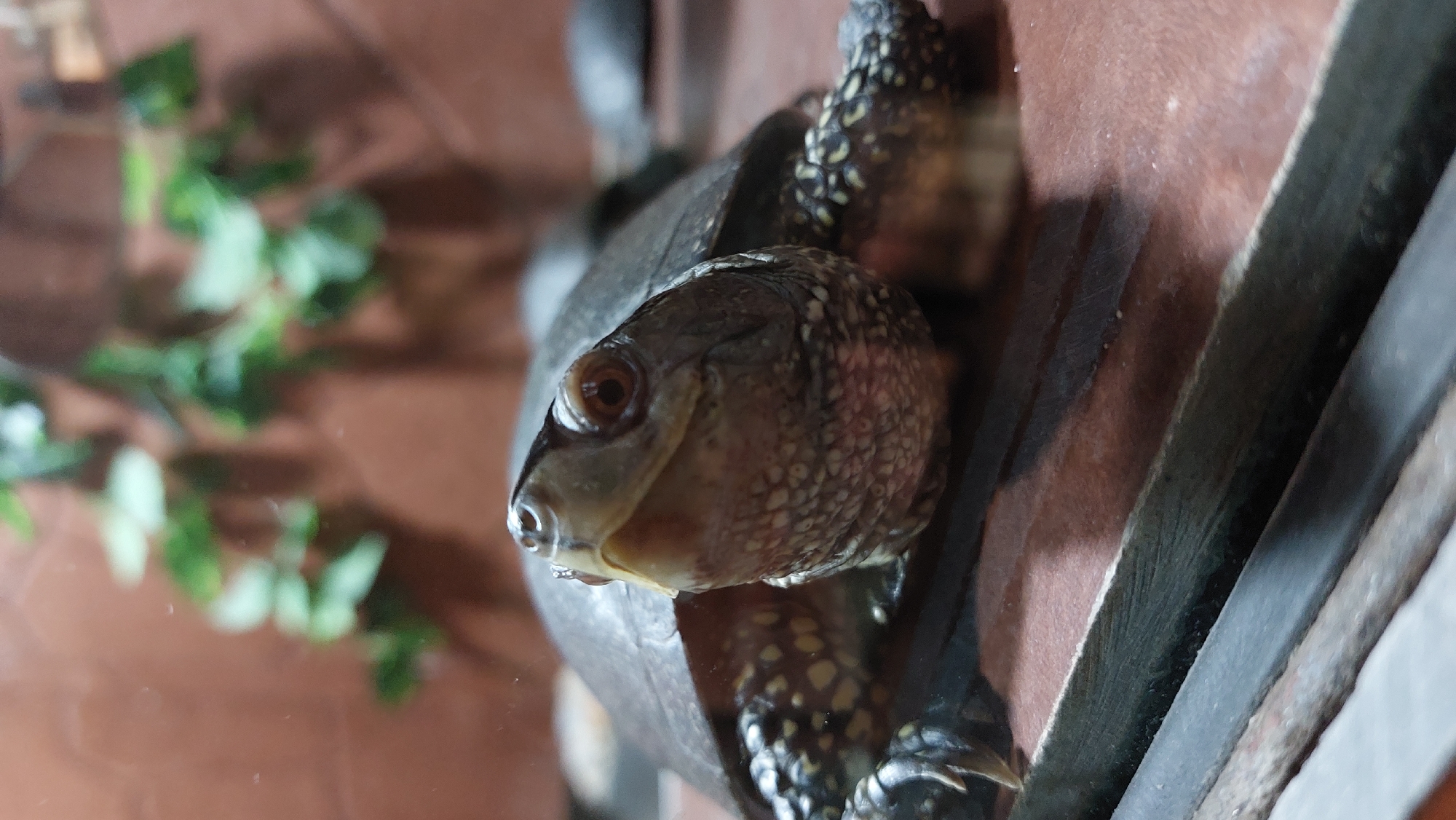 A turtle with a dark shell and patterned legs is positioned in the foreground of the image, looking towards the camera. The turtle's head is partially extended, with its mouth slightly open. The background is blurred, showing green foliage against a brown wall. The scene appears to be an indoor enclosure, possibly a terrarium.