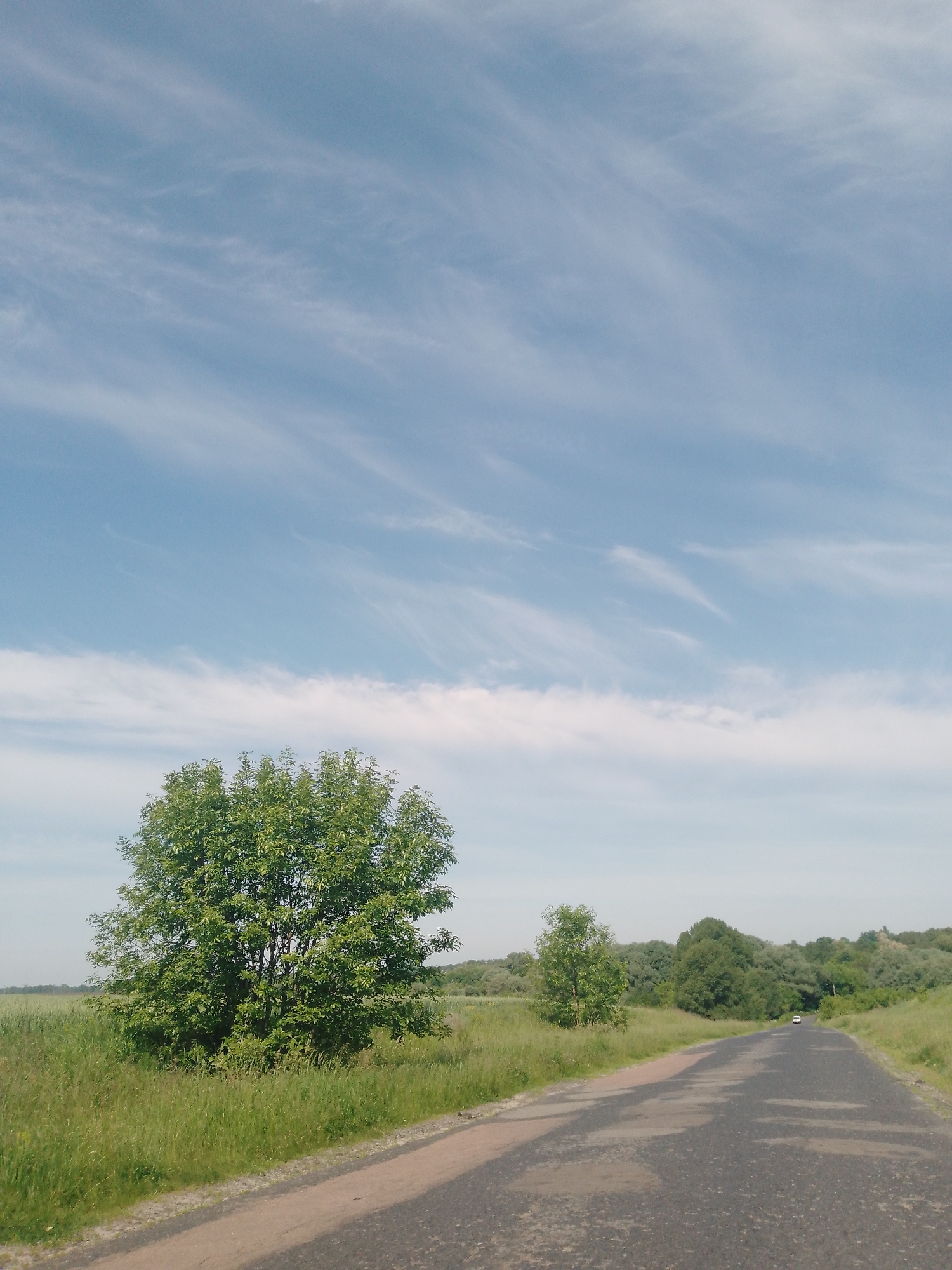 This forensic description details a rural landscape in Dibrivka, Ukraine. The image, captured in daylight, features a two-lane asphalt road traversing the lower third, receding into the distance towards the right. The road surface exhibits extensive wear, including dark patches and lighter, reddish-brown sections on its left shoulder. To the immediate left of the road, a significant expanse of vibrant green grass and a field, possibly cultivated with crops, dominates the mid-ground. A large, deciduous tree with dense green foliage stands prominently in this field, adjacent to the road. Further down the road on the right, a smaller tree is visible, followed by a continuous, dense line of mature green trees forming a wooded area along the roadside. In the distant mid-ground, a white car, possibly a sedan, is observed traveling away from the viewer on the road. The sky, occupying the upper two-thirds of the frame, is light blue with scattered, wispy white clouds (cirrus-like) streaking horizontally. No individuals are present in the image.