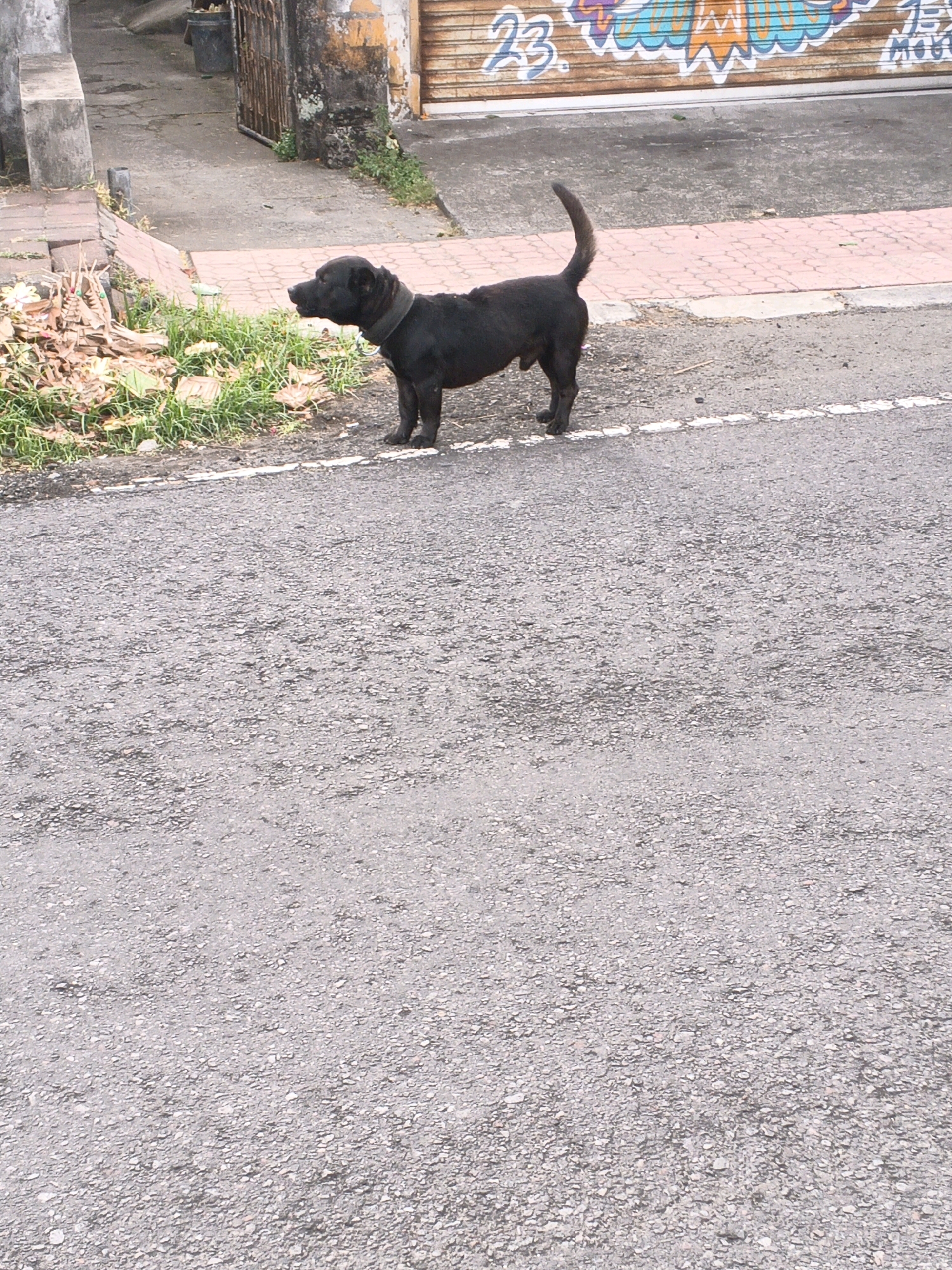 A black dog with a collar stands on an asphalt road in Blahbatuh, Indonesia. The dog is facing left and is in profile. To the left of the dog, there is a patch of grass and some dried leaves and sticks. Behind the dog, there is a sidewalk and a building with a roll-up door covered in graffiti. The building appears to be a shop or garage. The road has a white line painted on it, indicating a lane marker. The overall scene is an urban environment with some signs of decay and neglect.