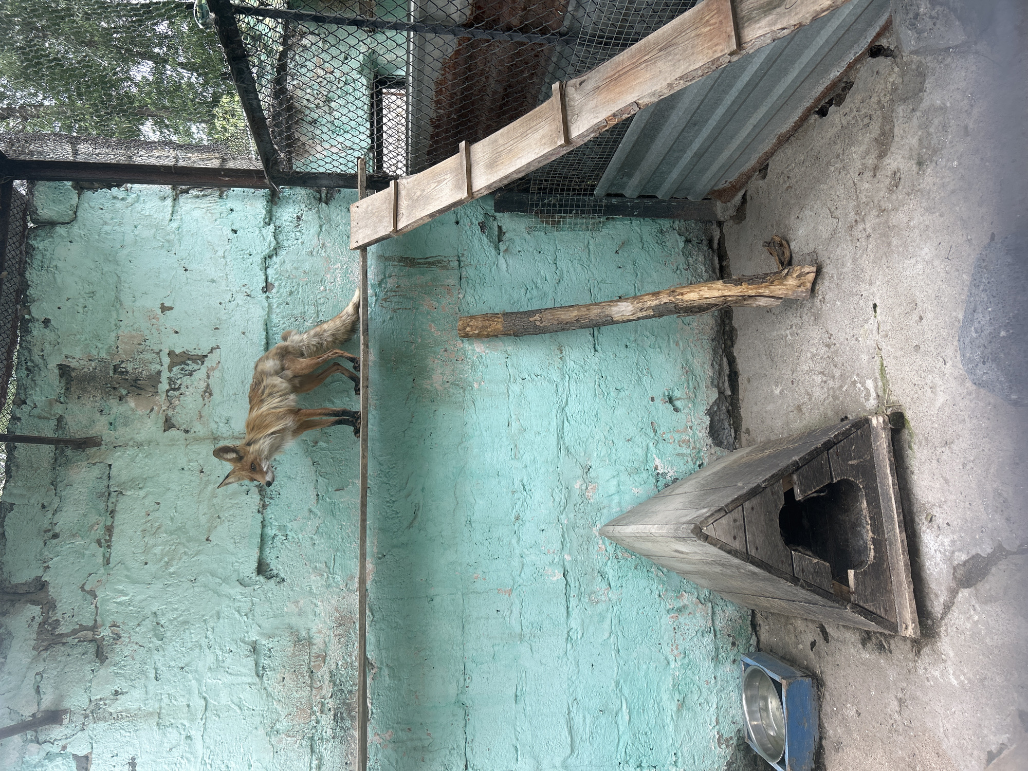 A fox stands on a wooden platform against a teal-colored, rough-textured brick wall. To the right of the fox, a wooden ramp with three steps leads upwards towards a wire enclosure. In the foreground, a triangular wooden structure, possibly a doghouse, sits on a concrete floor. A metal bowl sits to the left of the doghouse. A fallen wooden log is positioned near the doghouse. The environment appears to be an outdoor enclosure, potentially in a zoo or animal sanctuary, located in Bolsherechye, Russia. The lighting suggests it is daytime.
