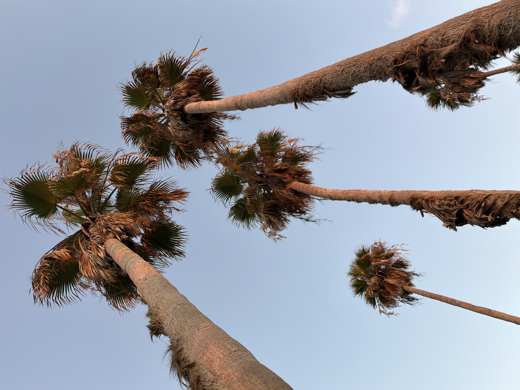 The image shows a group of palm trees against a clear blue sky. The trees are tall and slender, with rough, textured bark. Their fronds are dark green and spread out at the top, with some dry, brown fronds hanging down. The trees are illuminated by warm, golden light, suggesting it is either sunrise or sunset. The composition is from a low angle, looking up at the trees, which creates a sense of scale and grandeur. The image is serene and peaceful, evoking a sense of a tropical or coastal environment. The specific location in Bat Yam, Israel is not identifiable from the image itself.