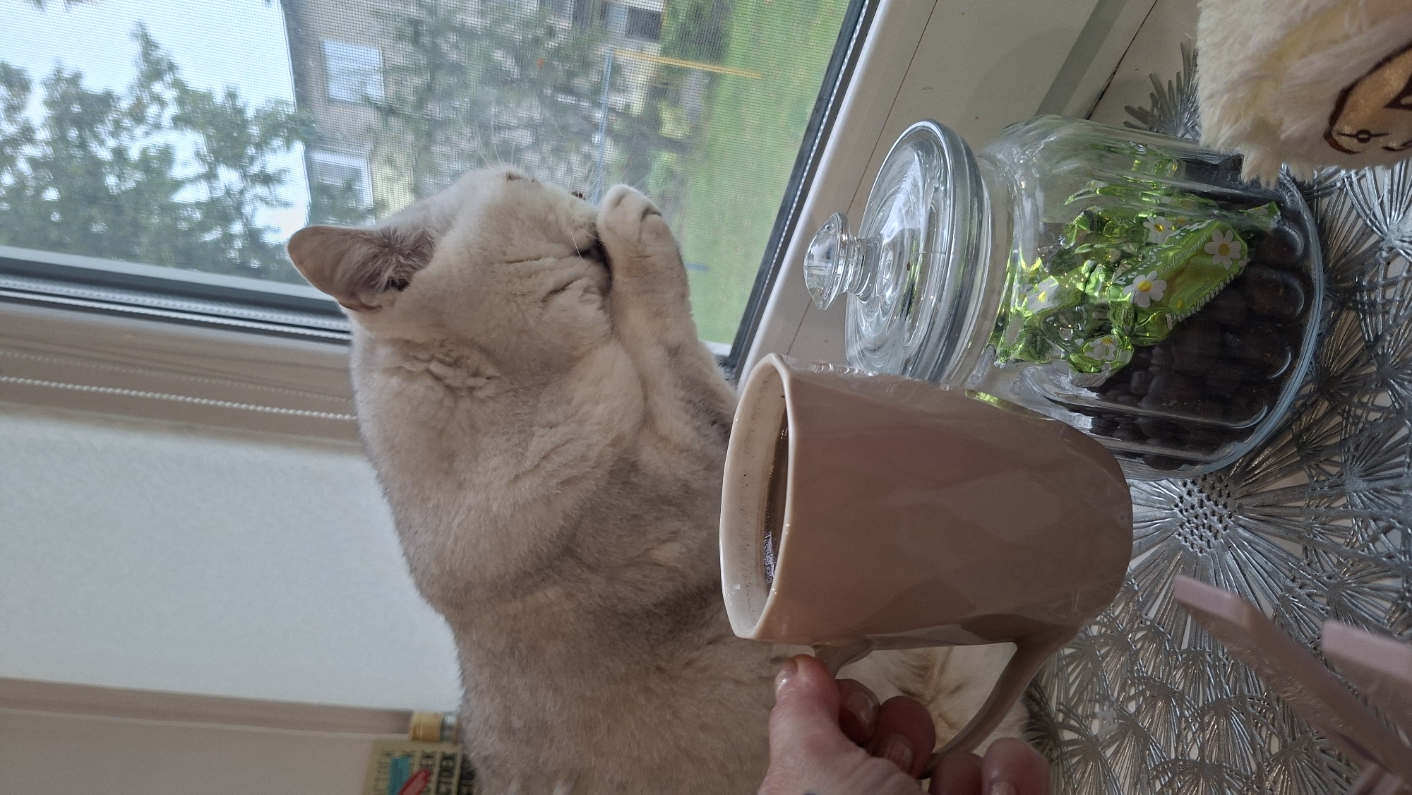 A close-up shot shows a light-colored cat grooming itself by a window. In the foreground, a hand holds a pale pink mug filled with dark liquid, likely coffee. To the right of the mug is a glass jar filled with dark chocolate-covered beans, with two green-wrapped candies on top. The window shows a blurred outdoor scene with trees and a building. The setting appears to be an indoor windowsill, possibly in a residential building in Myadzyel, Belarus, given the visual context of the apartment building outside.