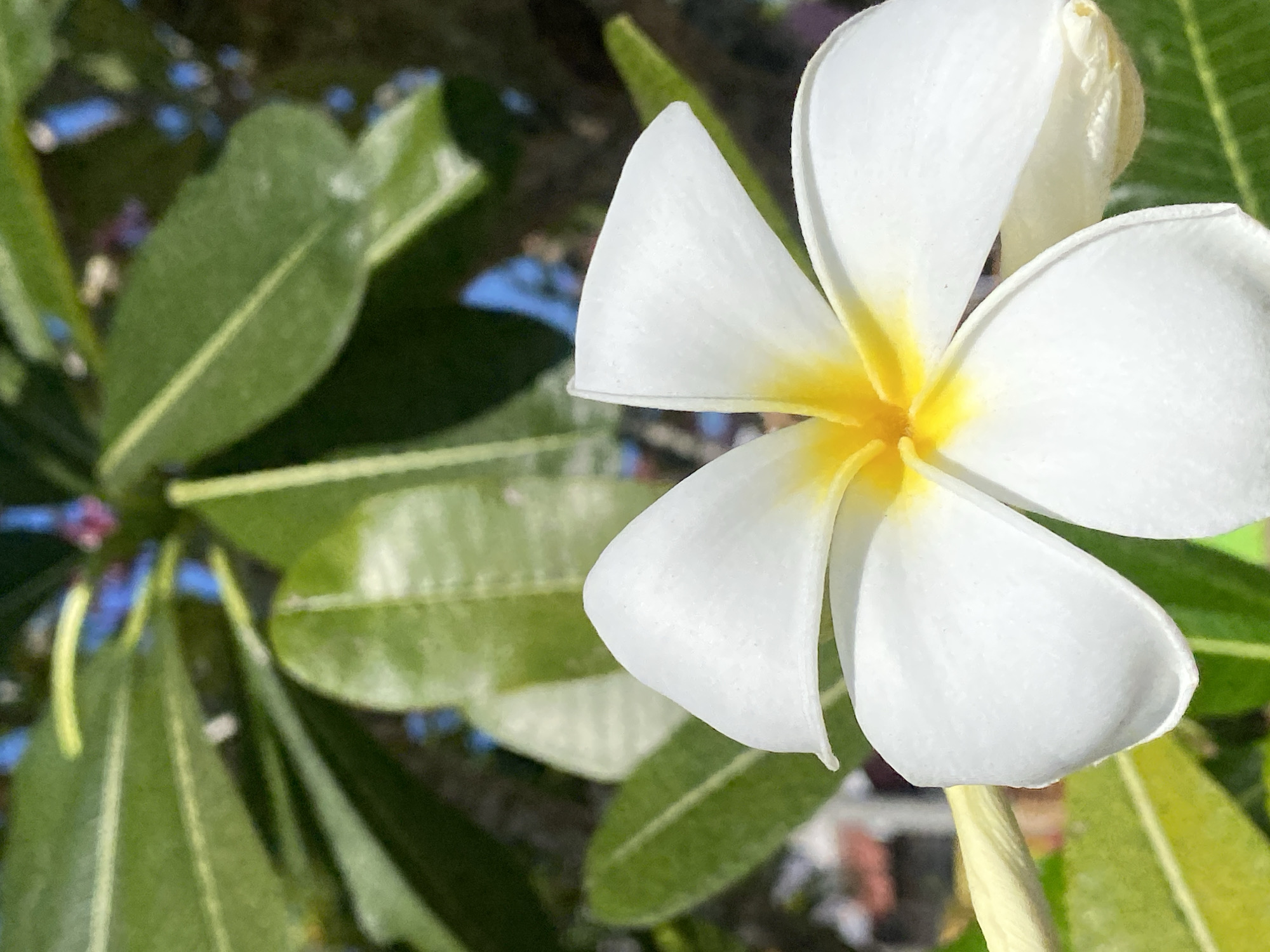 A close-up, vertical, eye-level, outdoor shot features a white plumeria flower with a yellow center, in focus. The flower's petals are soft and slightly curled, with a delicate texture. Behind the flower, out-of-focus green leaves and branches create a natural backdrop. The lighting suggests a sunny day. The image captures the beauty of a plumeria flower, commonly found in tropical regions like Banjarbaru, Indonesia, where it is often used for its fragrance and ornamental value.