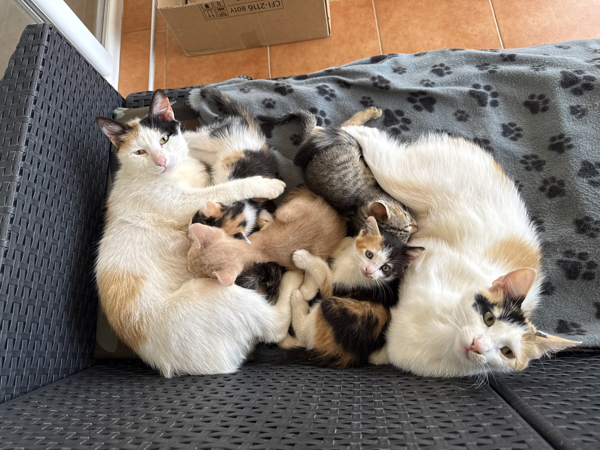In Šušanj, Montenegro, two calico cats are lying on a black wicker sofa alongside several kittens of varying colors, including calico, tabby, and ginger. They are all nestled on a gray blanket with a pattern of black paw prints. A cardboard box is visible in the background on a tiled floor. The scene appears to be indoors.