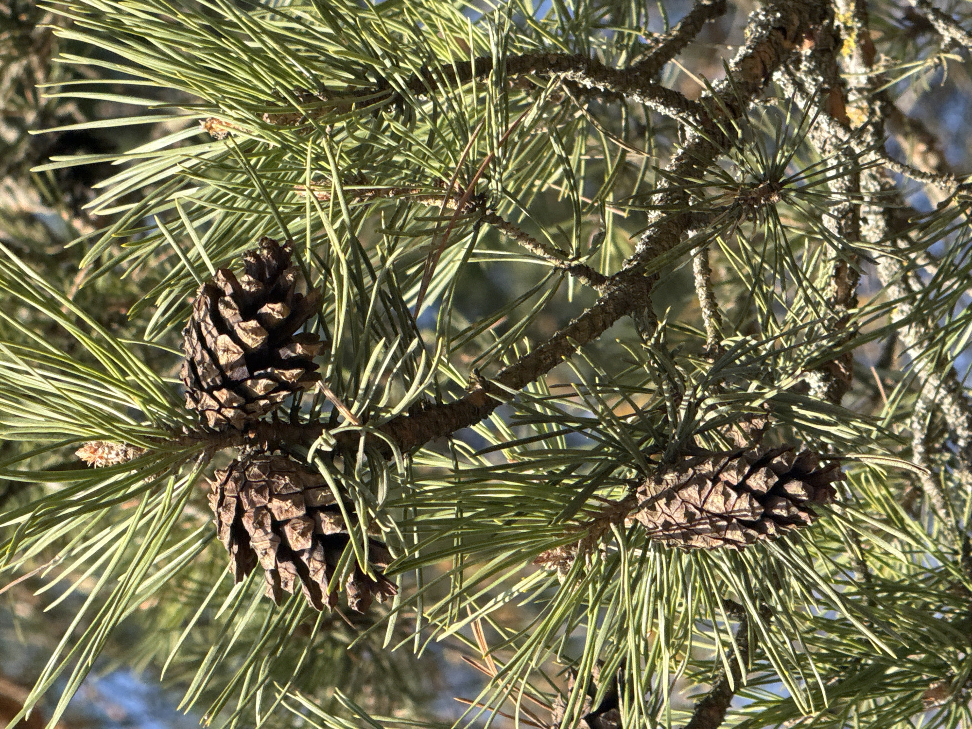 The image shows a close-up of a pine tree branch with long, green needles and three pinecones. Two of the pinecones are clustered together on a branch, while the third is located further away. The bark of the branches is visible and appears to be rough and textured. In the background, there is a glimpse of a blue sky. The image was taken in Dmitrov, Russia.