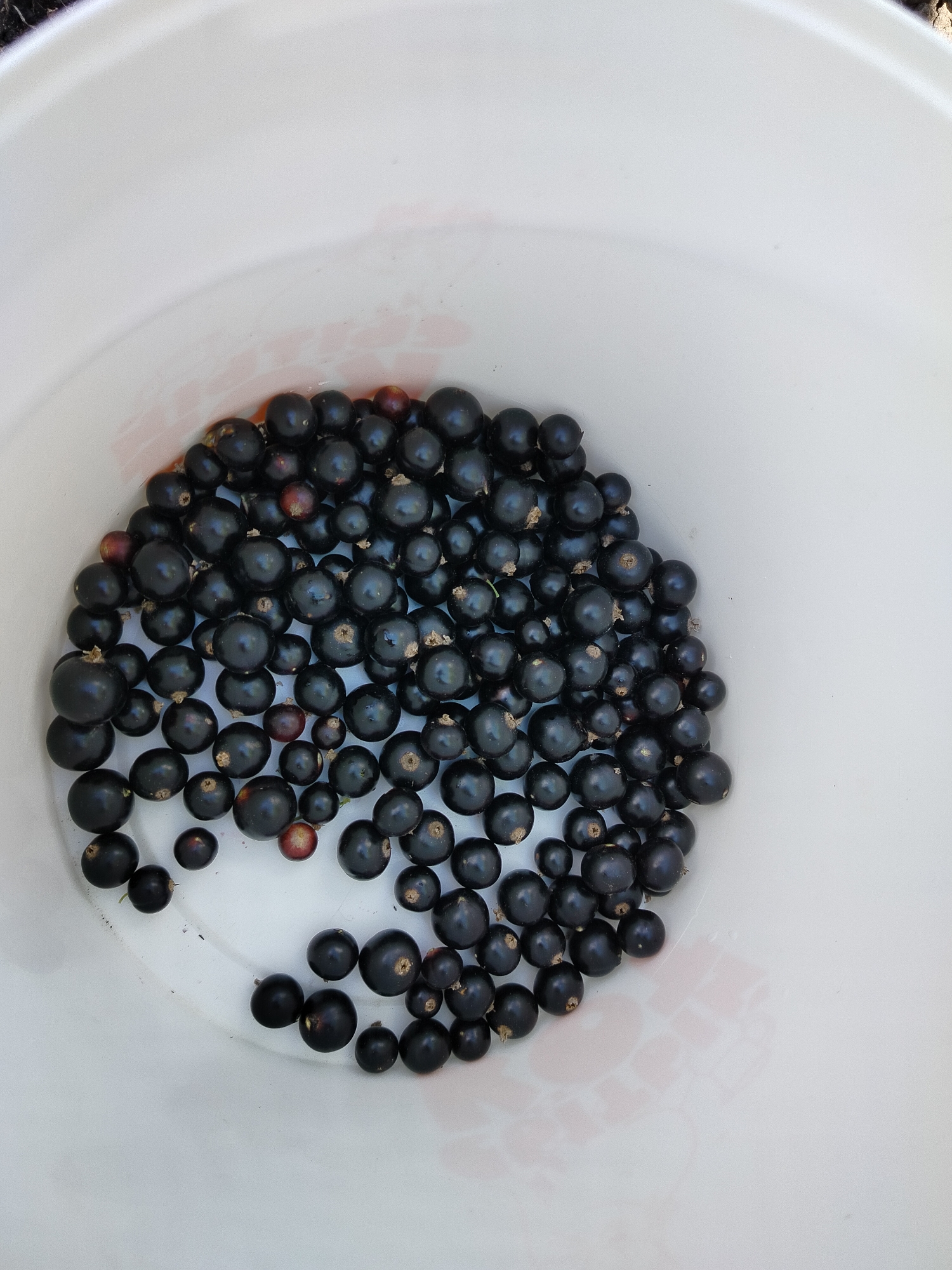 A white bucket contains a pile of ripe black currants. The currants are small, round, and dark purple-black, with some having visible stems or remnants of stems. A few berries are a reddish-purple, indicating they might be slightly less ripe or a different variety. The bucket is white and appears to be made of plastic, with a slightly textured interior. The currants are clustered towards the bottom left of the bucket, with the empty white space of the bucket taking up the majority of the frame. The scene is lit from above, casting soft shadows. The image does not depict any people or specific locations within Вазерки, Russia, beyond what can be inferred as a domestic or agricultural setting where currants are harvested.