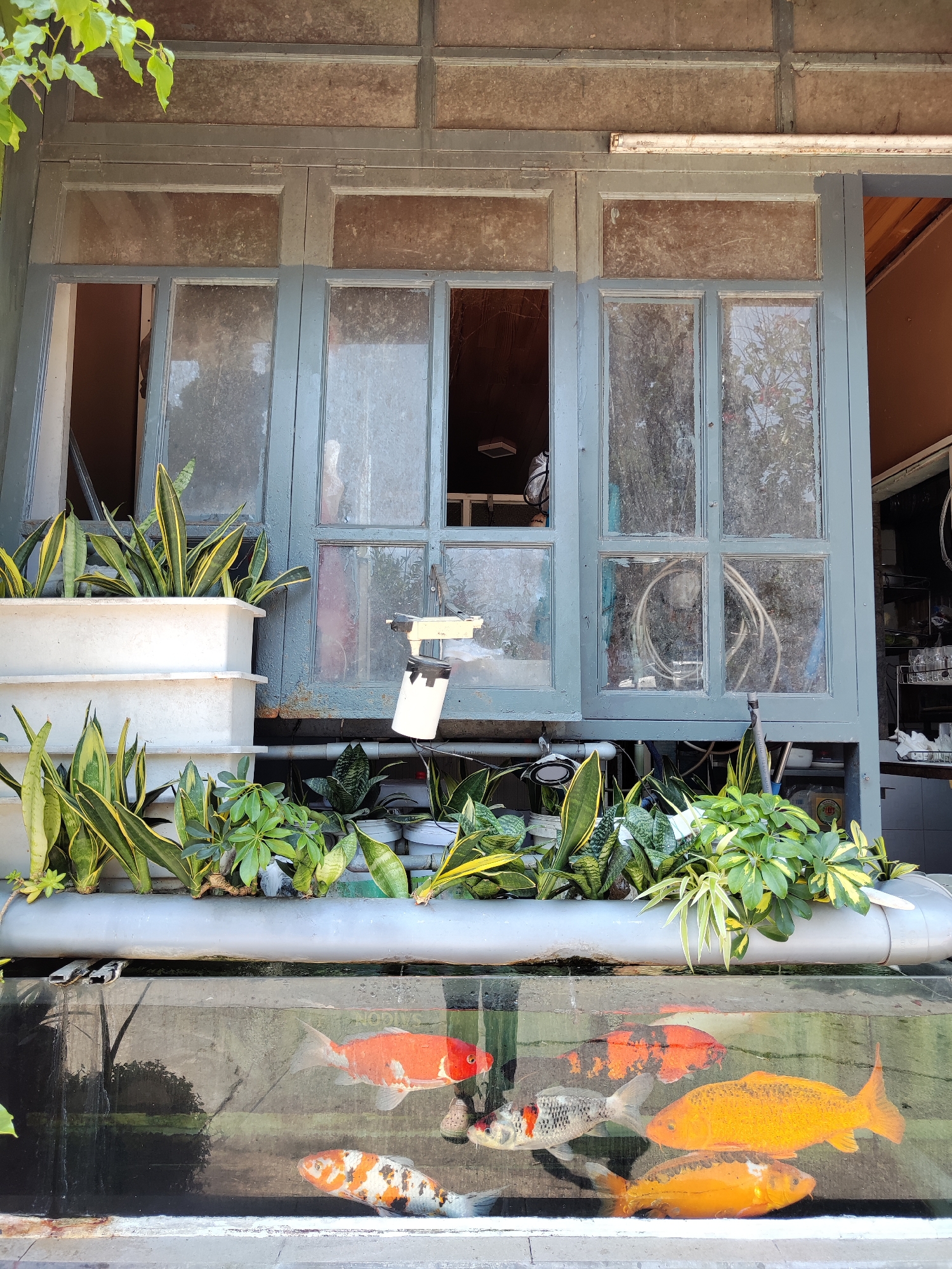 The image depicts a fish tank with several colorful koi fish, located in front of a blue-painted window with multiple panes. Above the fish tank is a trough or planter filled with various plants, including snake plants and a leafy green variety. Some plants are also arranged in white stacked planters to the left. Behind the windows, the interior of a building is visible, including shelves and various objects. The window's style suggests an older construction, and the overall scene has a blend of nature and urban elements. Da Lat, Vietnam, is often associated with similar scenes, combining vibrant colors, lush greenery, and French colonial architecture, making it a probable location.