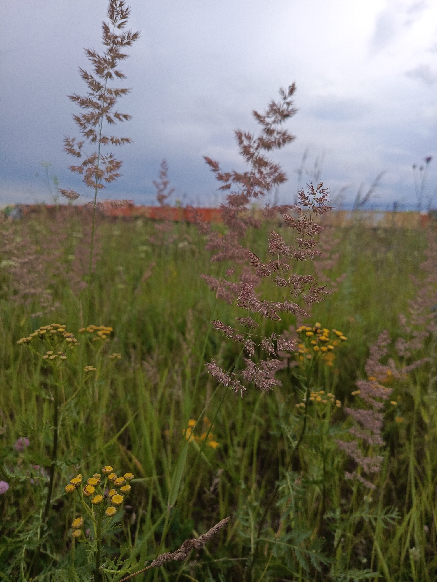 This is a medium shot, eye-level, outdoor photograph taken during the day in a field of tall grasses and wildflowers. The foreground is dominated by feathery, reddish-brown grass stalks, with some clusters of small, yellow wildflowers visible. The background is a blurred expanse of green grass and foliage, with a hint of a distant orange structure, possibly a building or fence, under a cloudy, grey sky. The location is identified as Kauchuk Stantsiya, Russia. There are no people or animals visible in the image. The overall impression is one of natural, somewhat wild, vegetation under an overcast sky.