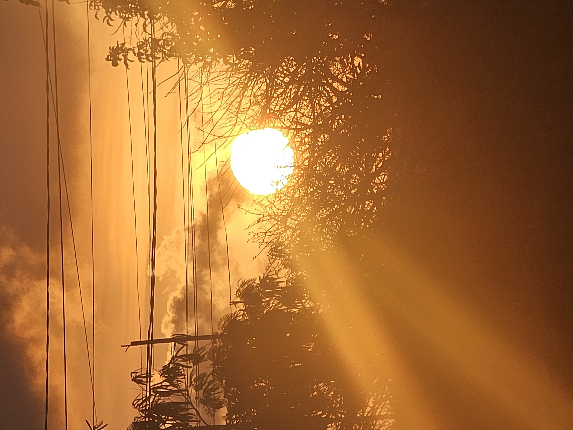 A wide shot captures a vibrant sunset in Denpasar, Indonesia, casting a warm, golden glow over the scene. The sun, a bright, hazy orb, is positioned slightly right of center, partially obscured by the silhouette of a tree with intricate branches. Rays of sunlight stream diagonally across the lower left of the image, creating a dramatic visual effect. Power lines stretch horizontally across the sky, adding a man-made element to the natural spectacle. Trees and foliage frame the lower portion of the image, their dark forms contrasting with the luminous sky. The sky itself is a canvas of warm hues, transitioning from deep orange near the horizon to a dusky purple at the top, with soft, illuminated clouds scattered throughout. A utility pole with visible electrical wires is situated to the left of the sun. The overall impression is one of serene natural beauty at dusk, with hints of urban infrastructure.