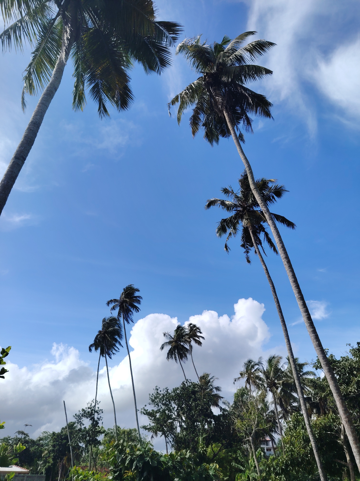 The image presents a vibrant upward view of a tropical landscape, featuring numerous tall palm trees against a bright blue sky. Several palm trunks extend from the bottom of the frame, reaching high into the sky, with their fronds silhouetted against the light or showcasing green and yellow tones. The sky is adorned with scattered white, puffy cumulus clouds and delicate wisps of cirrus clouds, indicative of a clear and sunny day.
Below the prominent palm trees, a dense layer of lush green vegetation fills the lower portions of the frame, suggesting a rich and verdant environment. A glimpse of a light-colored building with an orange-tiled roof is visible in the bottom left corner, partially hidden by foliage. In the middle distance on the right, another multi-story white building can be seen peeking through the trees.
The scene depicts a static natural setting, likely in a tropical or subtropical region, with no specific activity taking place. The time of day appears to be daytime, with ample sunlight. The weather is clear with pleasant clouds. No text is visible in the image. The overall impression is one of natural beauty and tranquility.