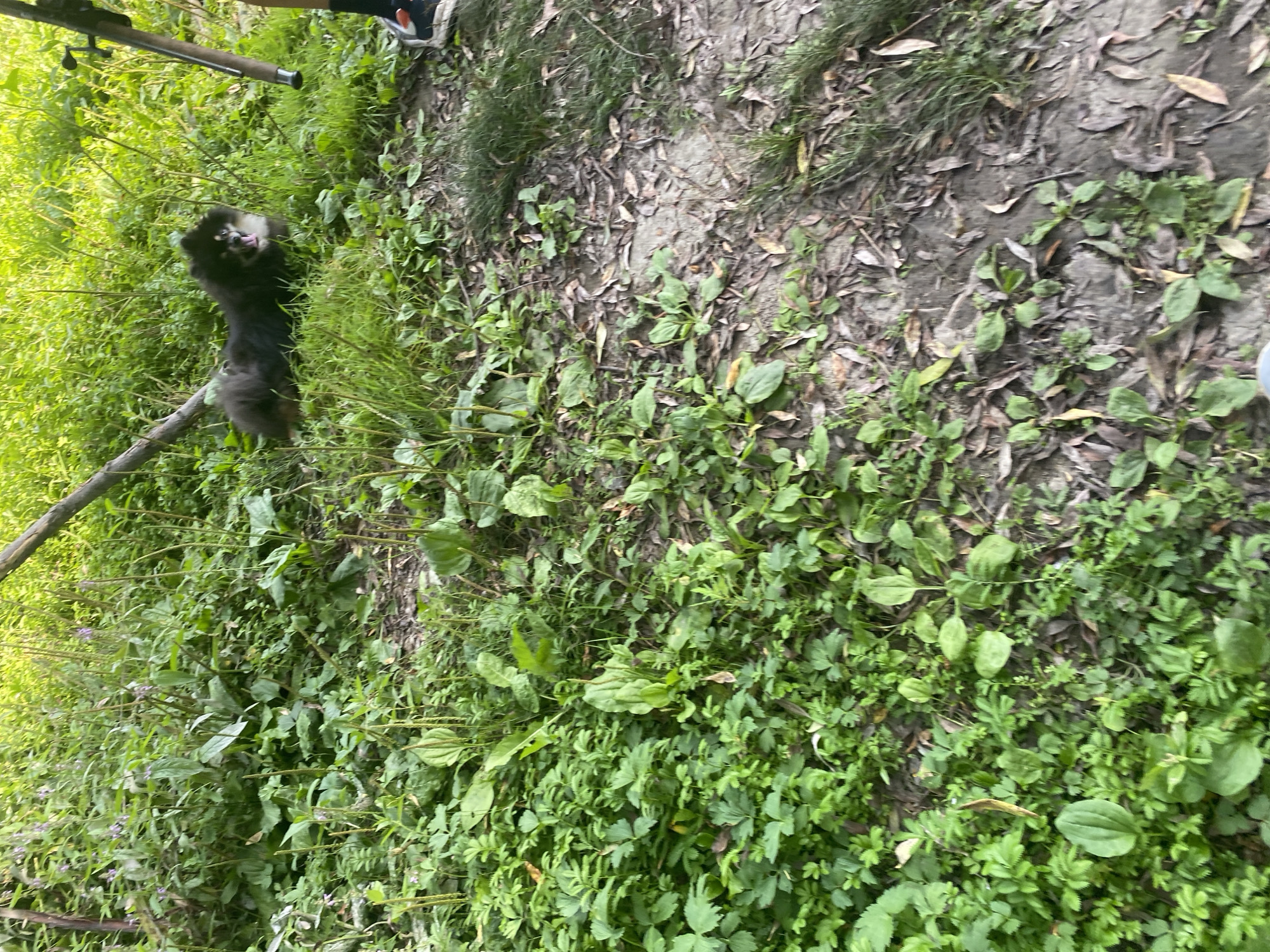 The image shows a Pomeranian dog lying in the grass in a wooded area. A person's legs and feet are visible on the right side of the frame, wearing dark athletic shoes with red accents. A fishing rod or similar pole is leaning against the person. The ground is covered in leaves and dirt. The environment appears to be a park or natural area within a city, possibly Novosibirsk, Russia, given the general description.