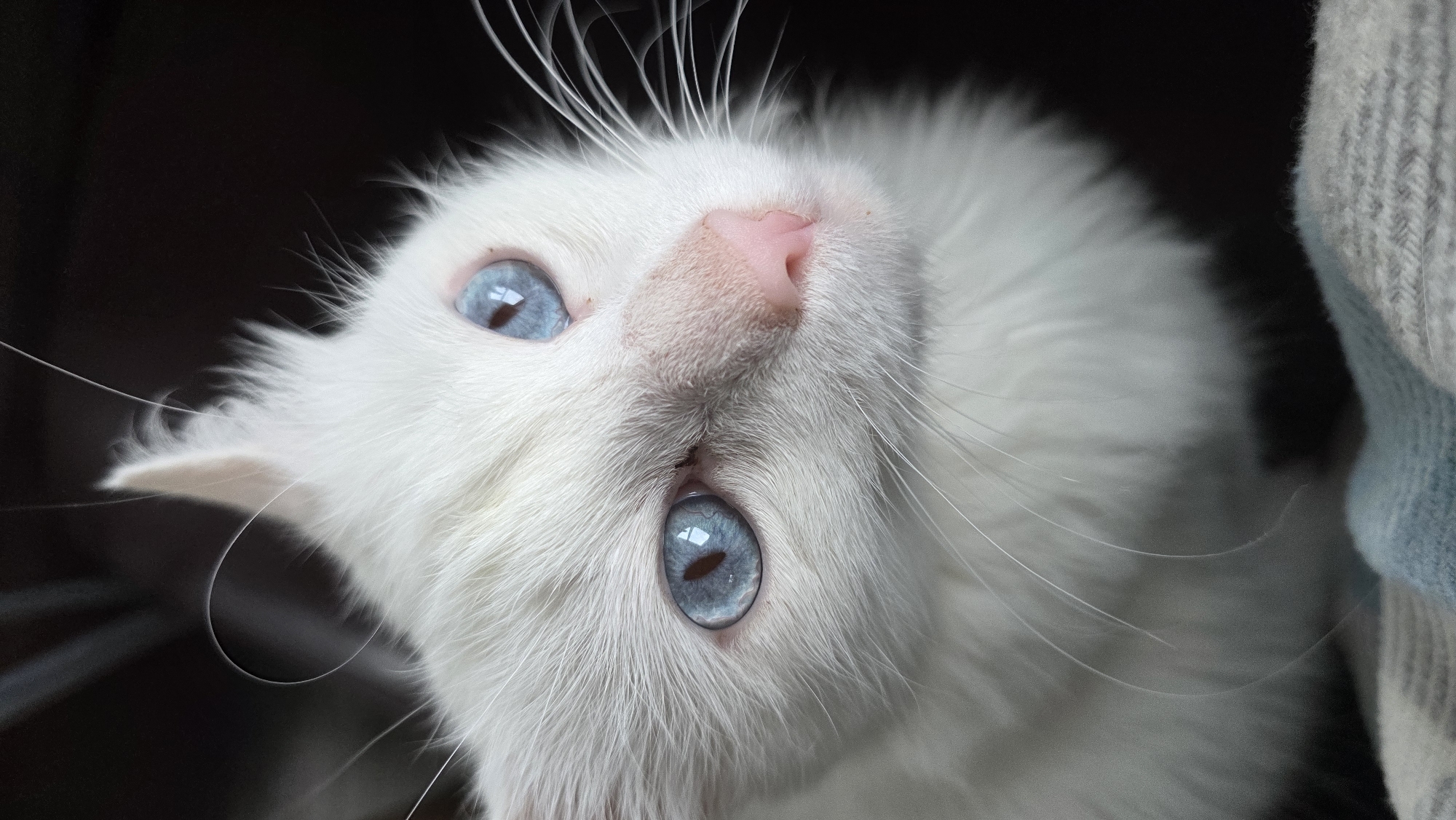 A close-up, vertical, eye-level shot shows the face of a white cat with striking blue eyes. The cat's fur is fluffy and white, with some stray hairs around its ears and head. Its nose is a delicate pink, and its long, white whiskers fan out from its muzzle. The background is dark and blurred, providing a stark contrast to the bright white of the cat. The cat is looking upwards and slightly to the right. The lower portion of the image shows a textured, knitted surface in shades of gray and light blue. The image is sharp and detailed, focusing on the cat's facial features.