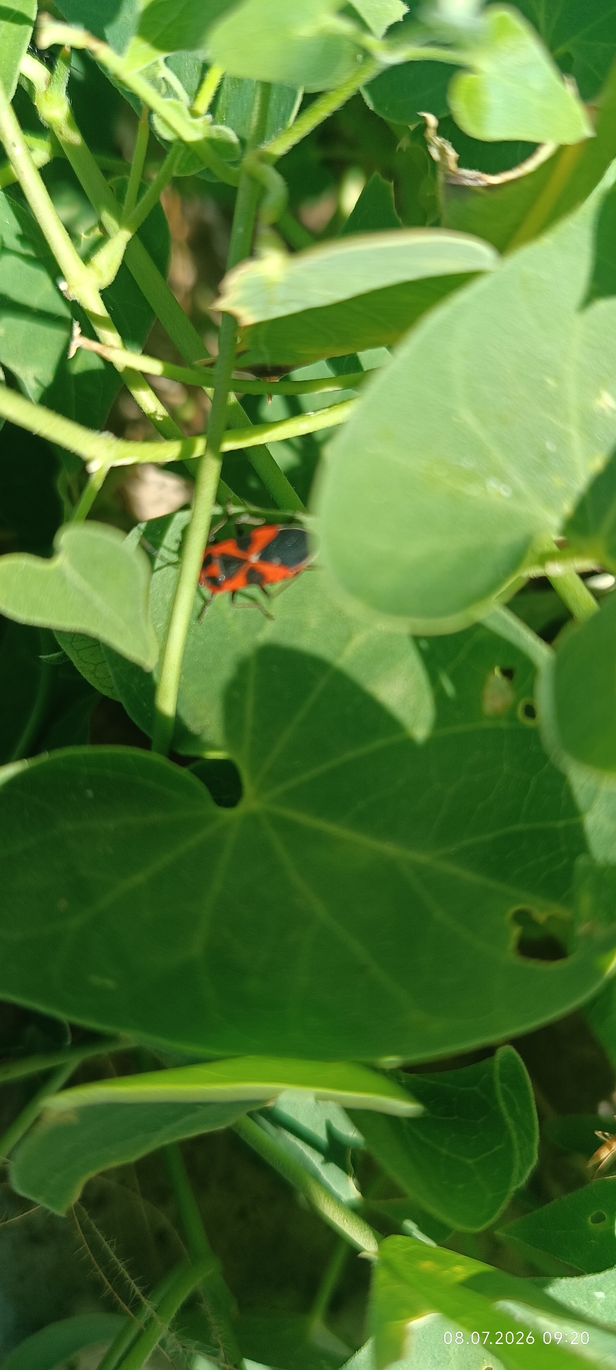 A red and black insect is resting on a green leaf. The insect has a symmetrical pattern of red and black markings on its back. It is surrounded by lush green foliage and appears to be outdoors in a natural setting. The background is blurred, focusing attention on the insect and the leaf it is on. The image is well-lit, with sunlight casting shadows on the leaves. The overall scene suggests a close-up view of nature. The timestamp on the bottom right corner of the image indicates that it was taken on July 8, 2026, at 09:20.