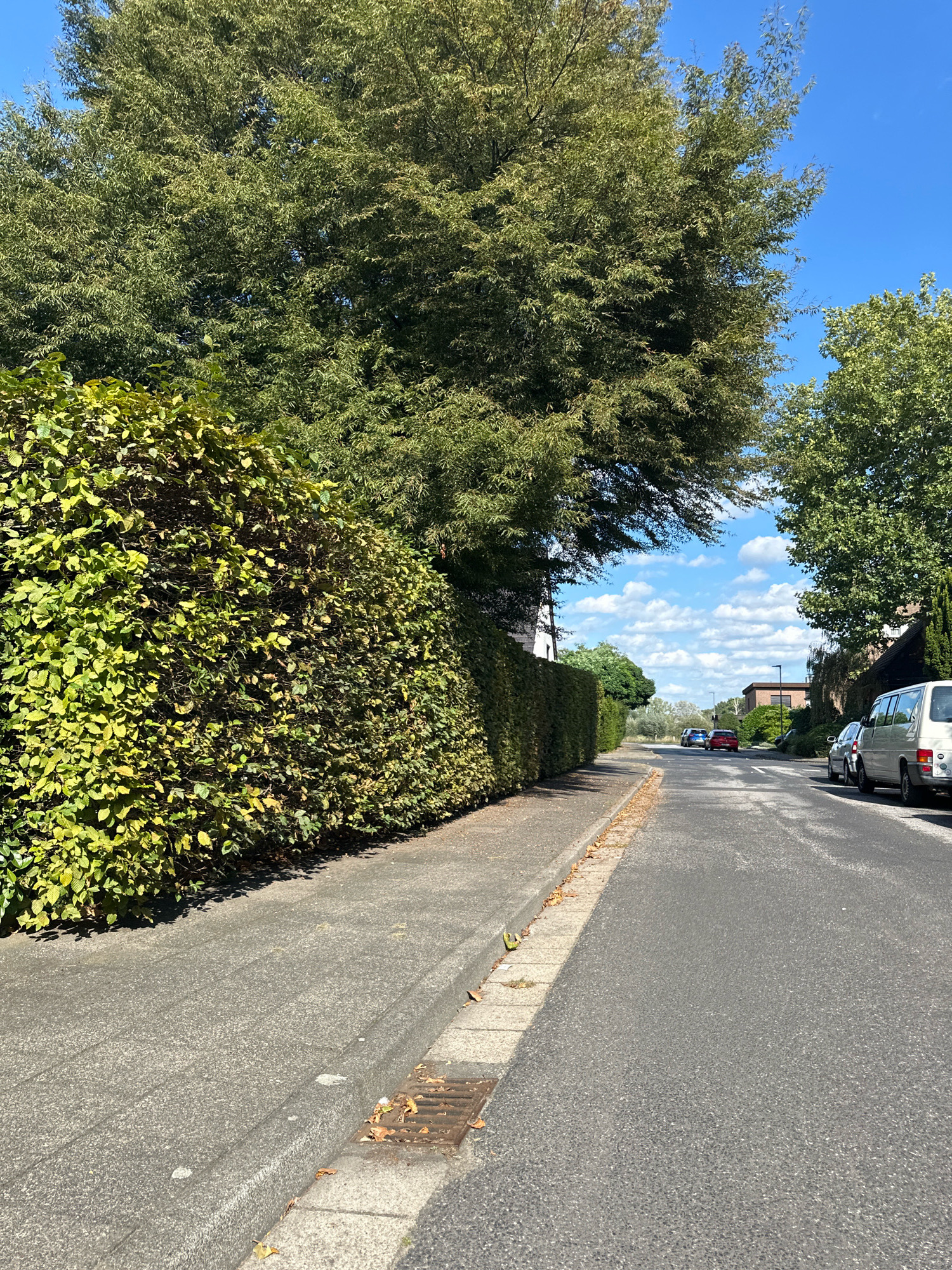 The image depicts a sunlit street in Krefeld, Germany, characterized by mature trees and well-maintained hedges lining the sidewalk. The road, paved with asphalt, shows signs of wear with faint white markings. On the right side of the road, a white van and a silver car are parked, while two cars, a red sedan and a blue sedan, are driving away from the camera. The sidewalk is constructed of concrete slabs, with a metal grate drainage cover visible near the curb. The sky is a clear blue, punctuated by scattered white cumulus clouds. The overall environment suggests a quiet, residential suburban setting.